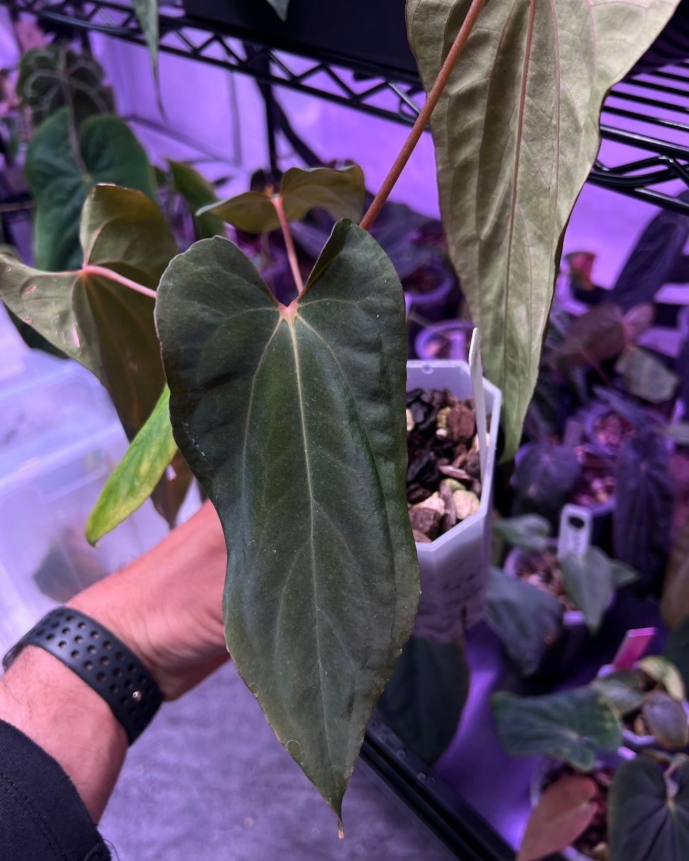 Anthurium papillilaminum Ralph Lynam x antolakii Purple Rain