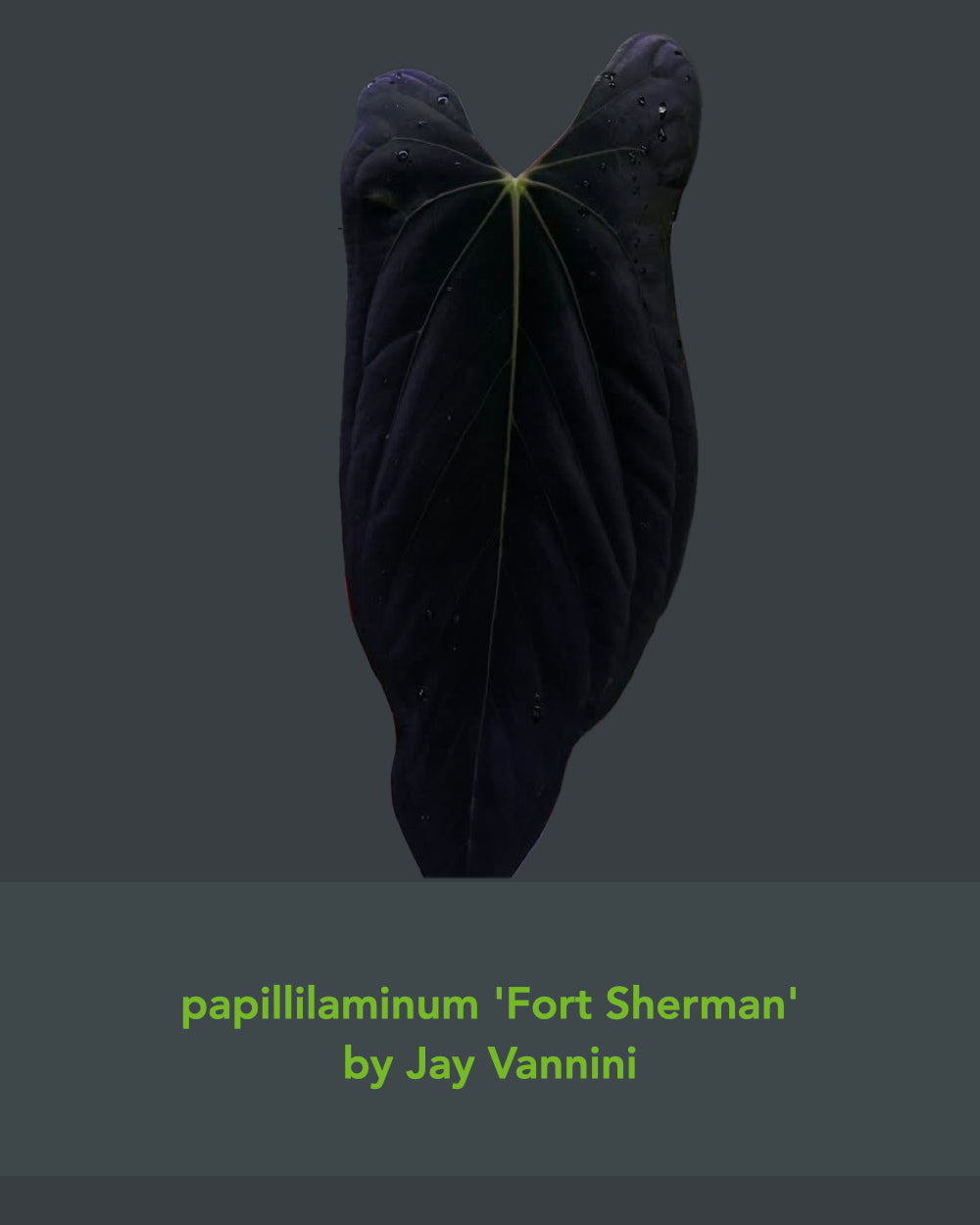 Anthurium papillilaminum Ralph Lynam x Fort Sherman