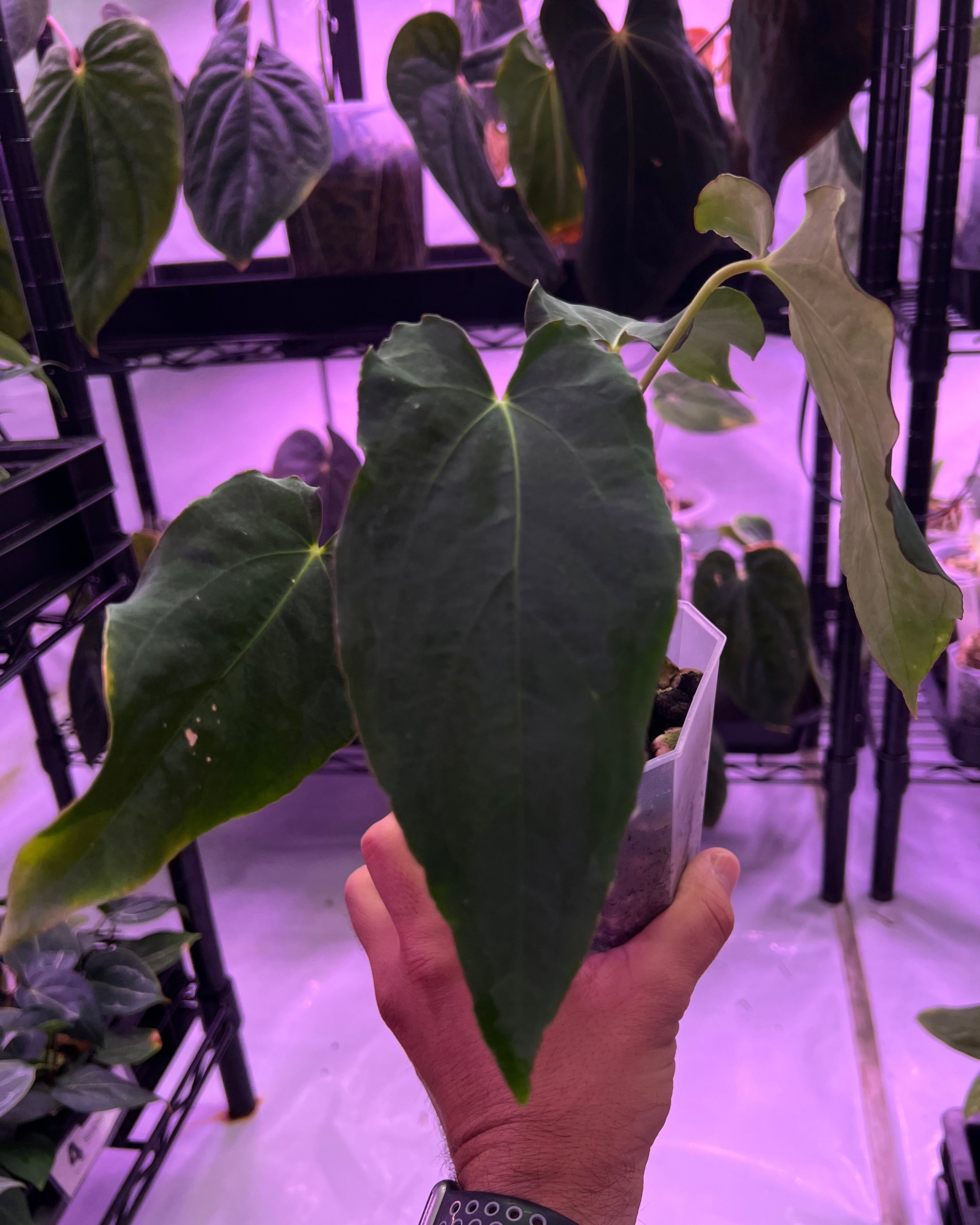 Anthurium papillilaminum Rick James S1