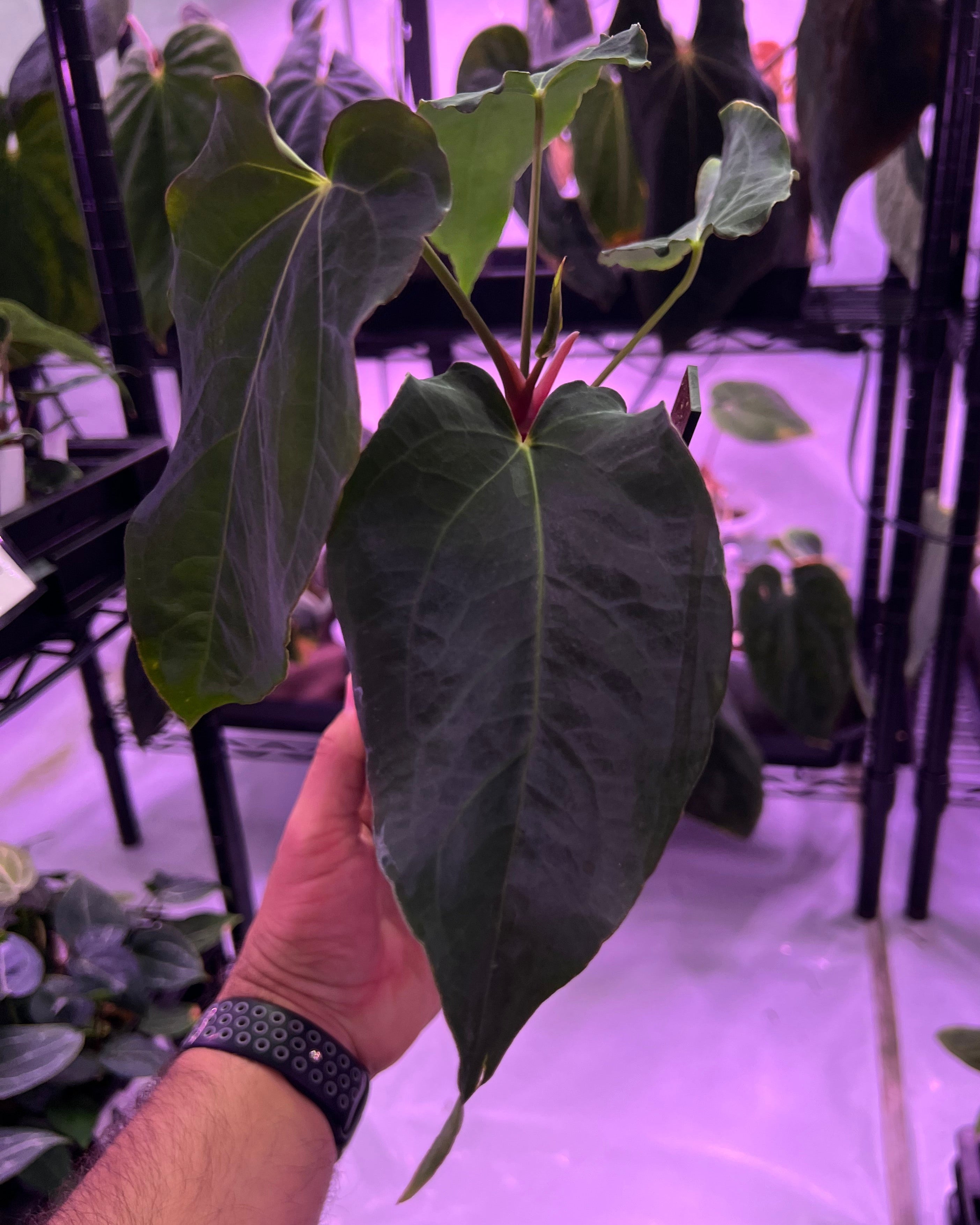 Anthurium papillilaminum Rick James S1