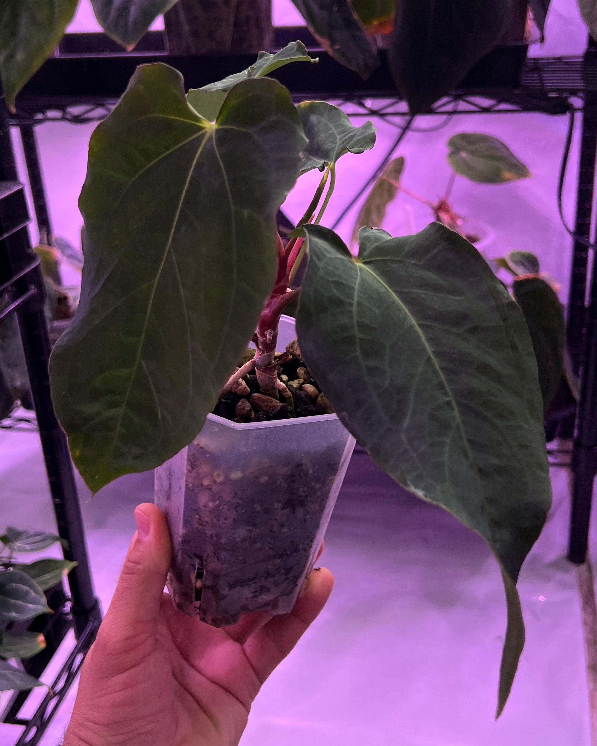 Anthurium papillilaminum Rick James S1