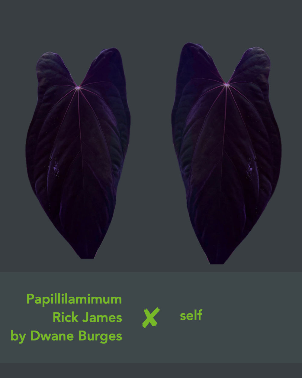 Anthurium papillilaminum Rick James S1