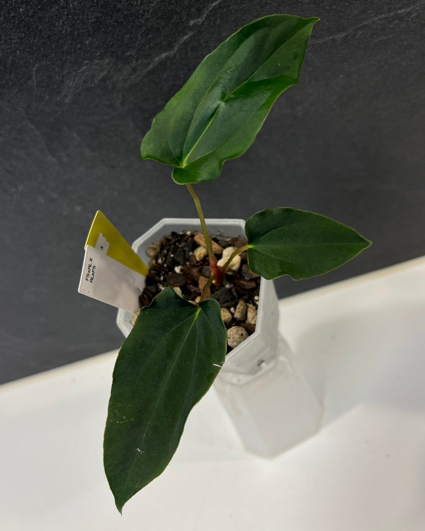 Anthurium papillilaminum (FSxRL) x (RLxFS)