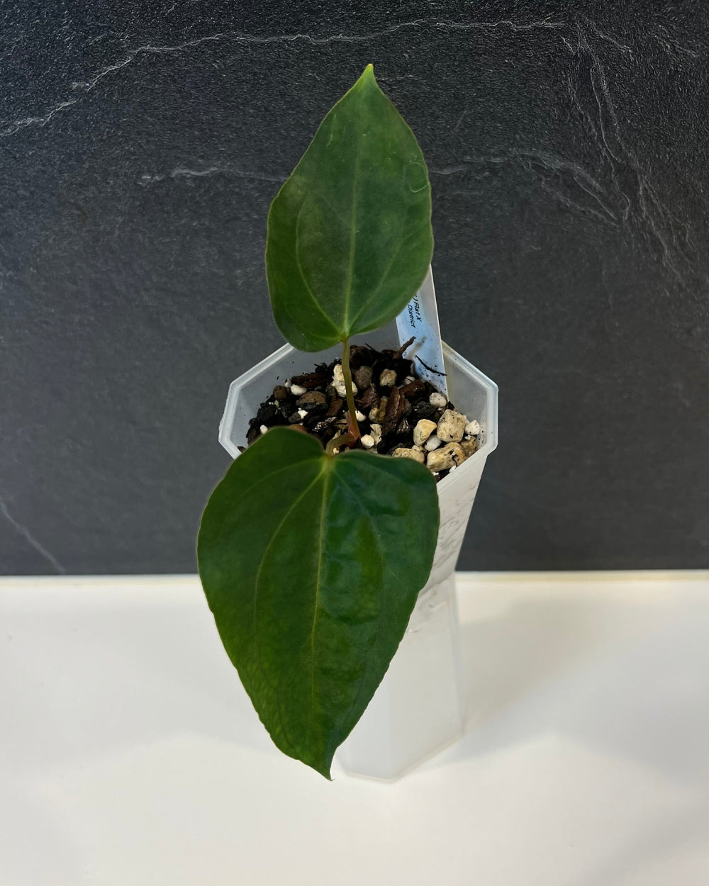 Anthurium papillilaminum (FSx(FSxRL)) x carlablackiae District