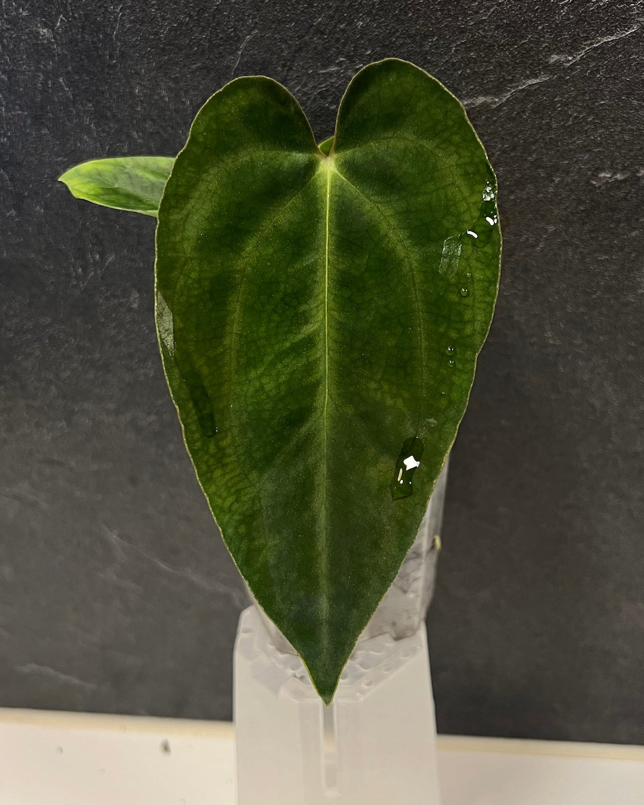 Anthurium papillilaminum (FSx(FSxRL)) x carlablackiae District