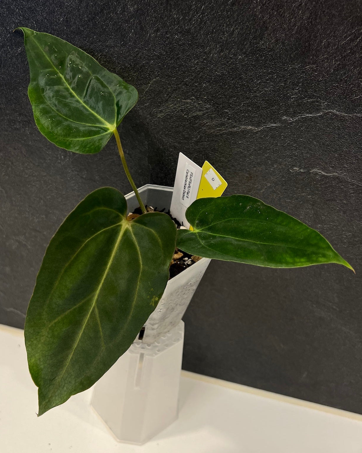 Anthurium papillilaminum (FSx(FSxRL)) x carlablackiae District