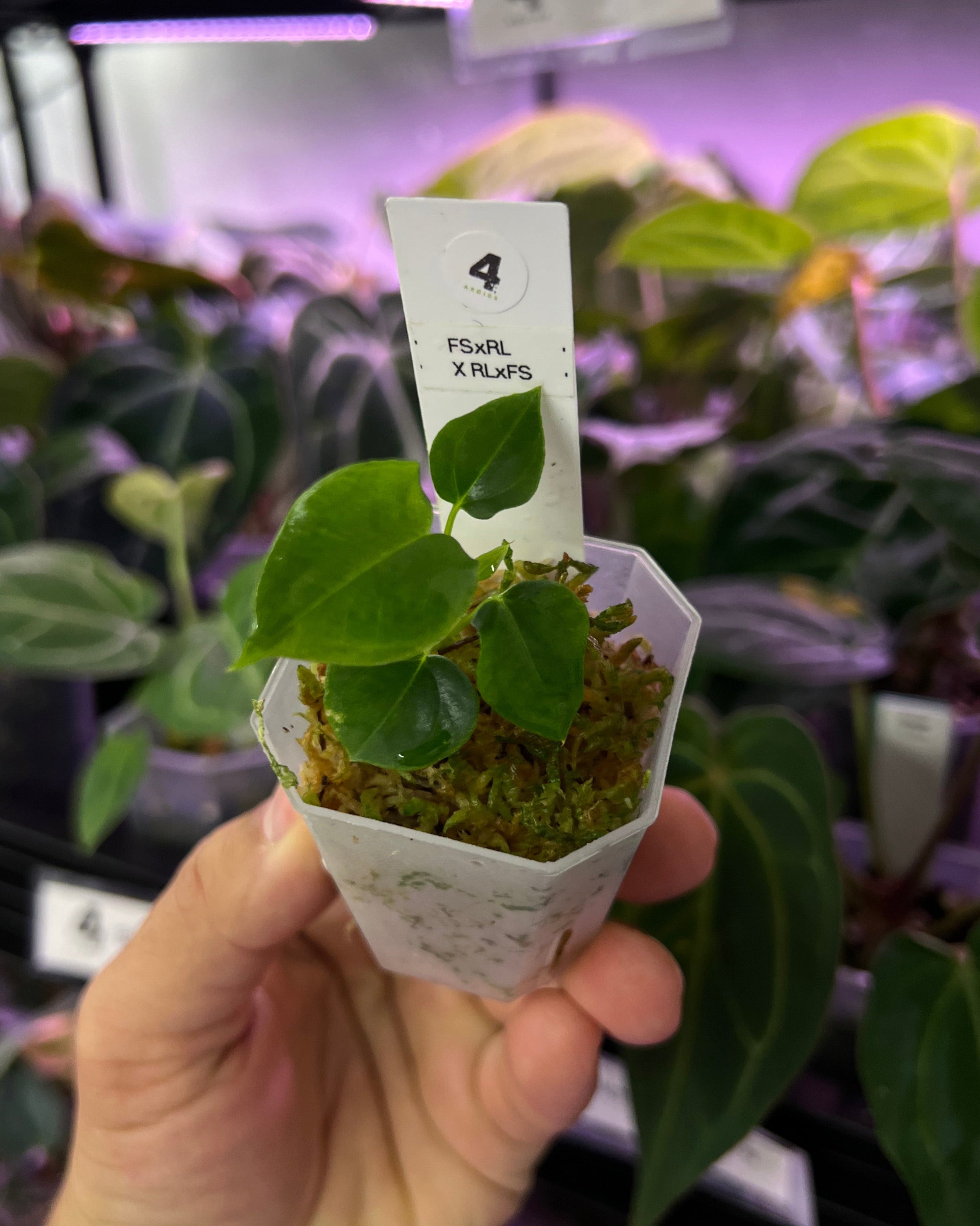 Anthurium papillilaminum (FSxRL) X (RLxFS)