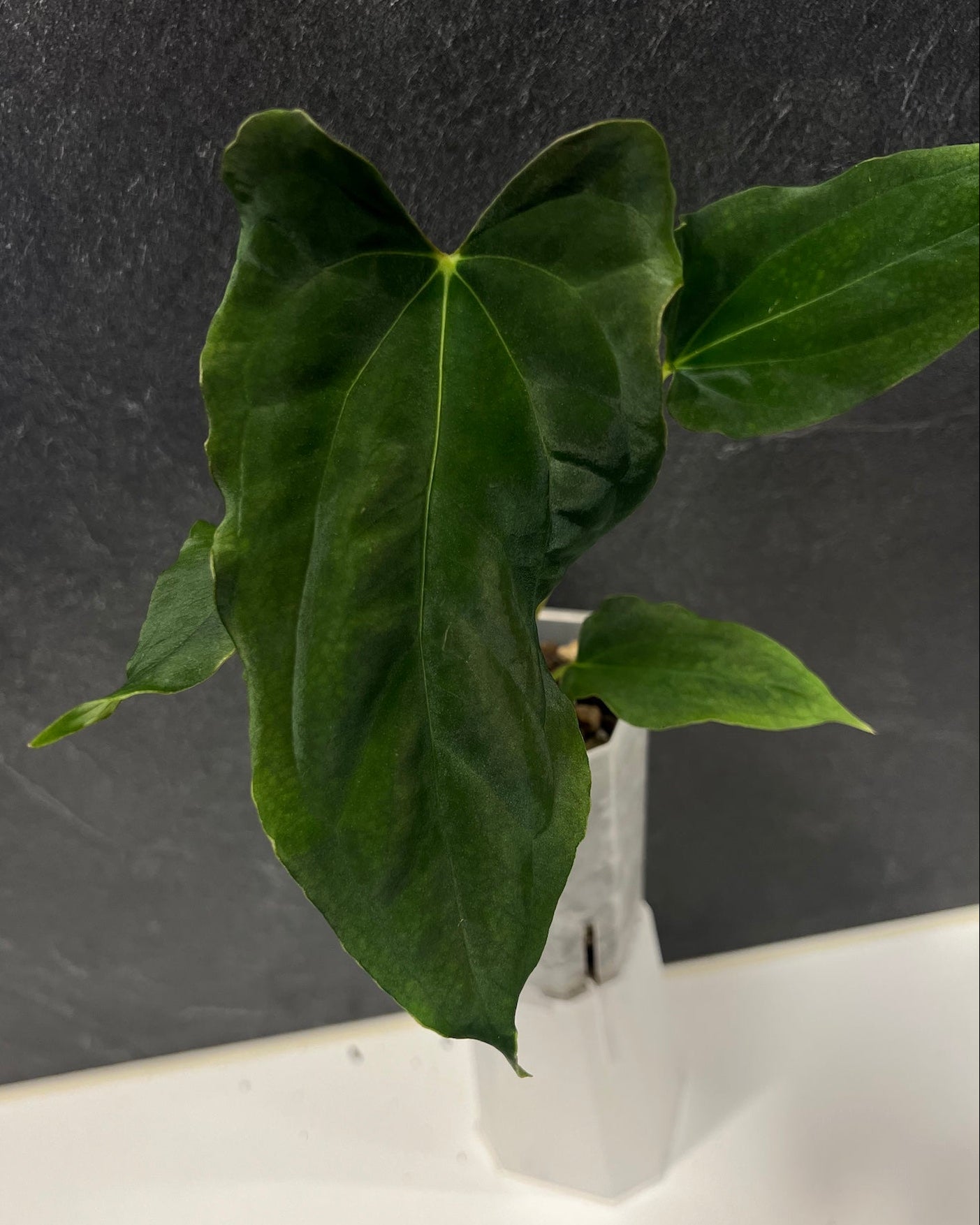 Anthurium papillilaminum (FSxRL) x (RLxFS)