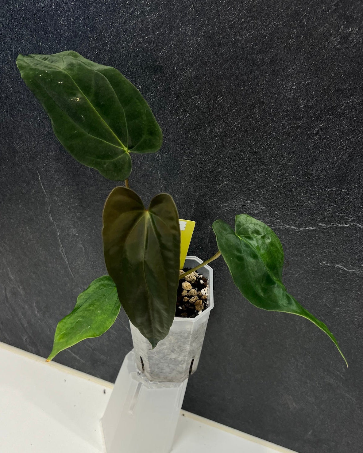 Anthurium papillilaminum (FSxRL) x (RLxFS)