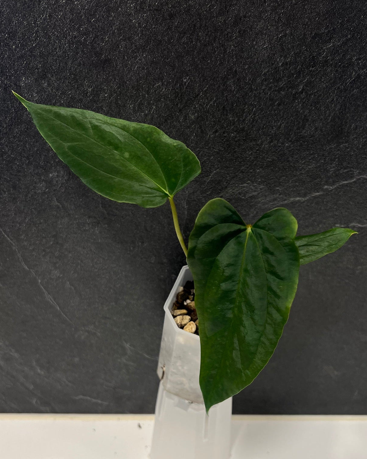 Anthurium papillilaminum (FSxRL) x (RLxFS)