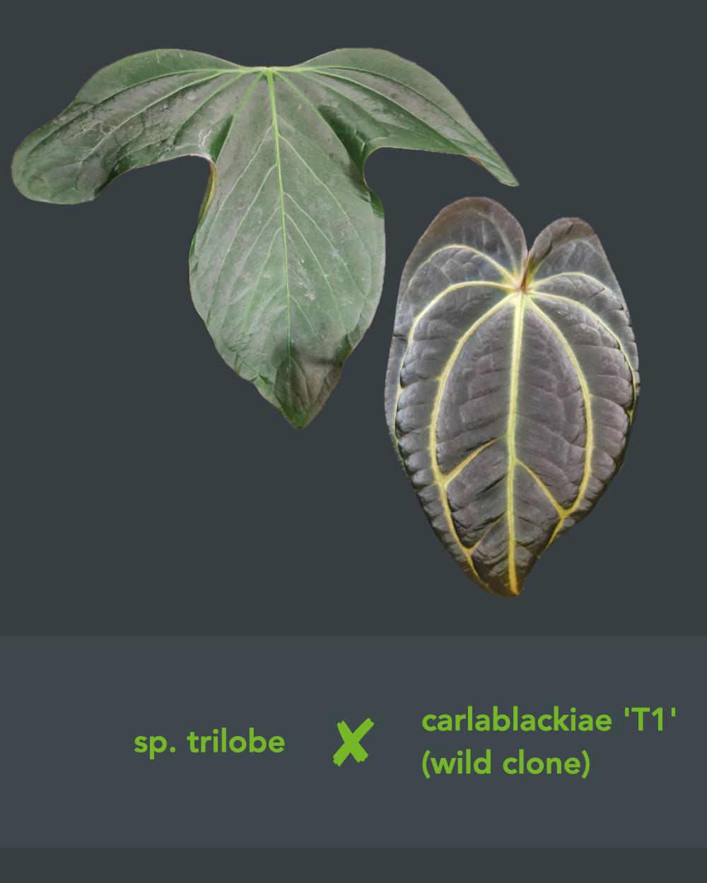 Anthurium 'sp trilobe' x carlablackiae T1