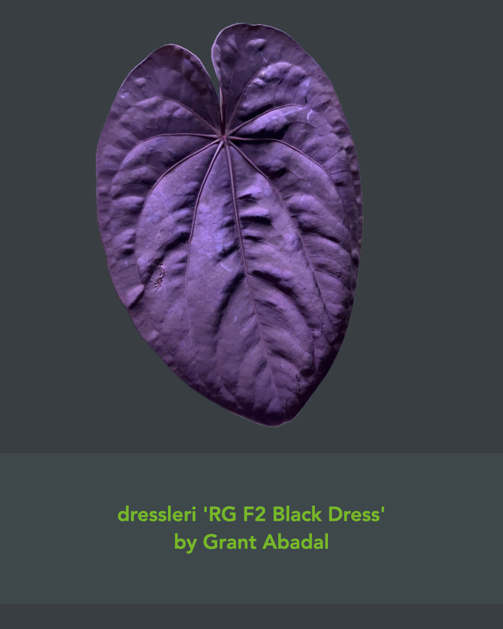 Anthurium kunayalense PM3 x dressleri RG F2 Black