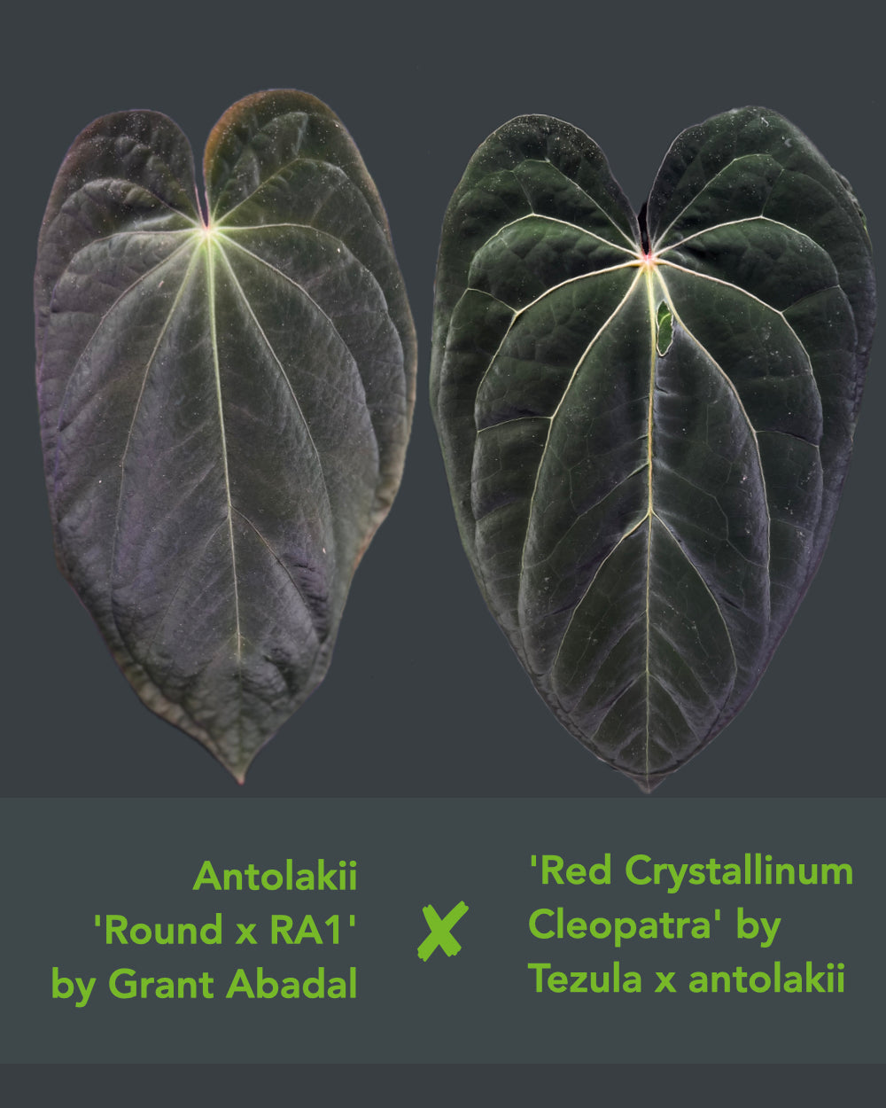 Anthurium (antolakii Round x RA1) x (Red Crystallinum x antolakii)
