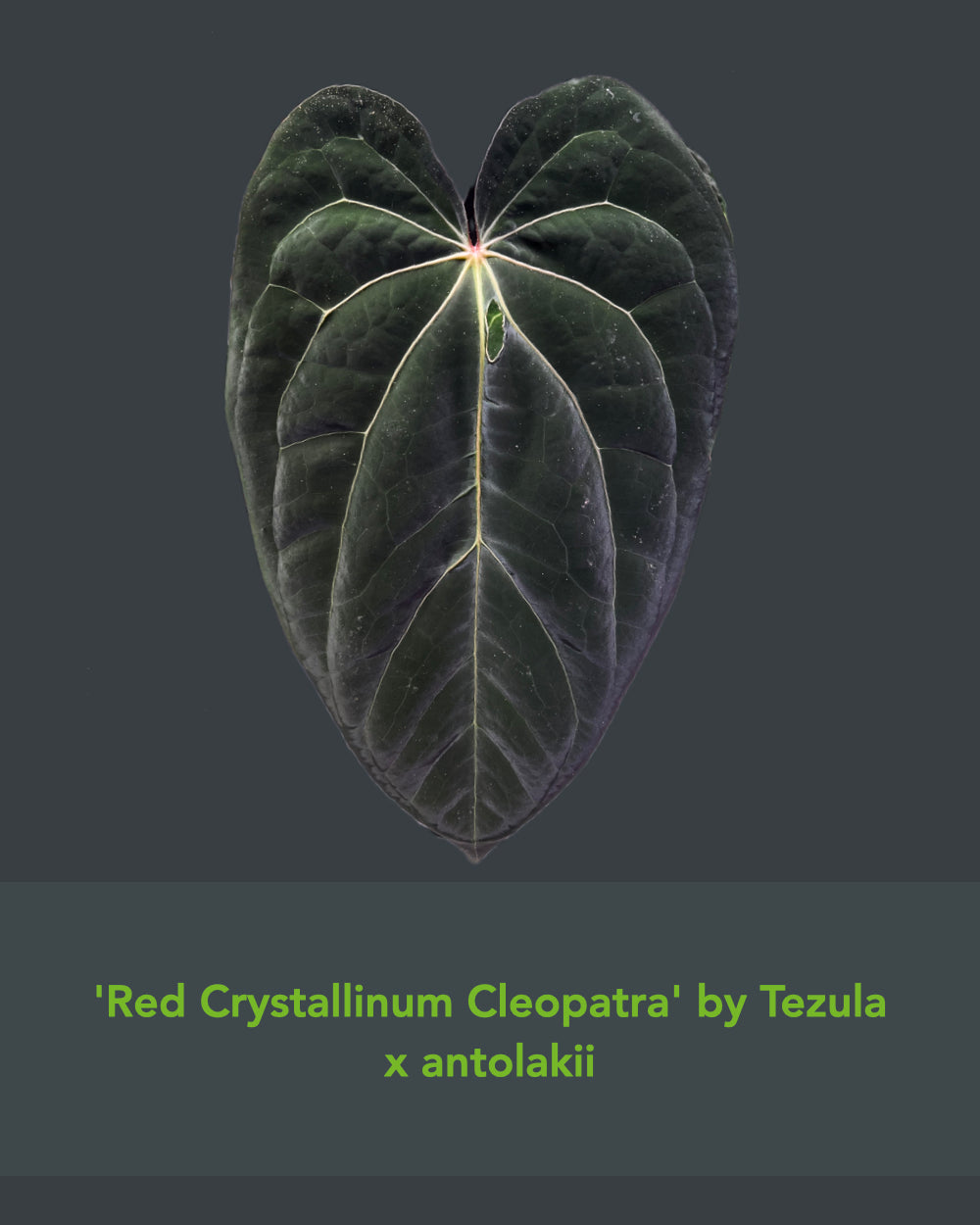 Anthurium (antolakii Round x RA1) x (Red Crystallinum x antolakii)