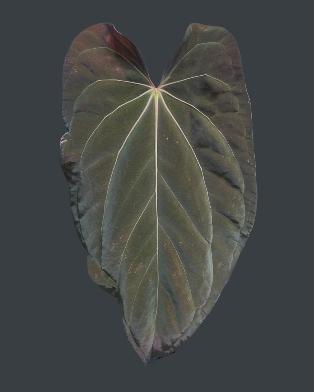 Anthurium Antolakii x Portillae Dorito