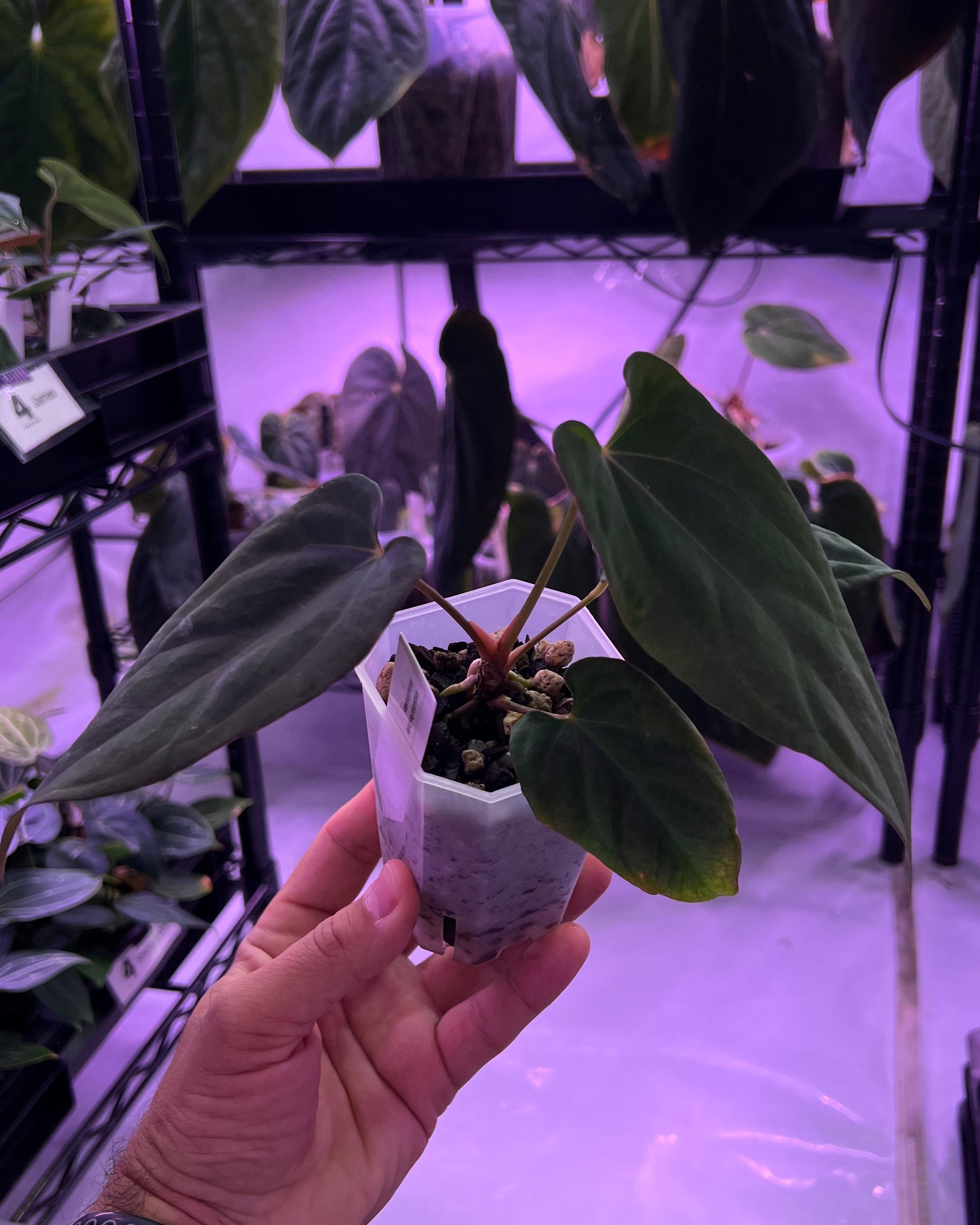 Anthurium Antolakii x Portillae Dorito