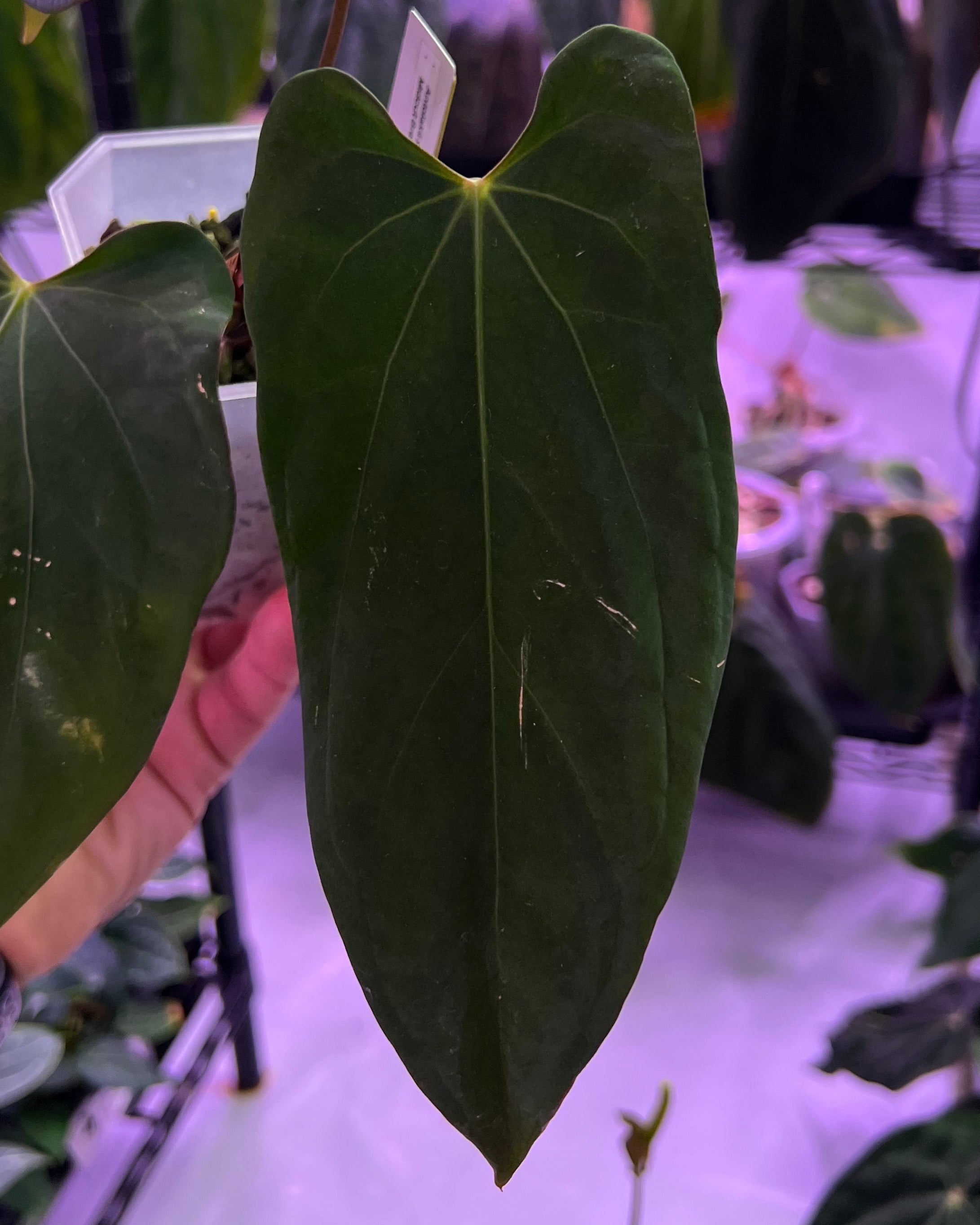 Anthurium Antolakii x Portillae Dorito