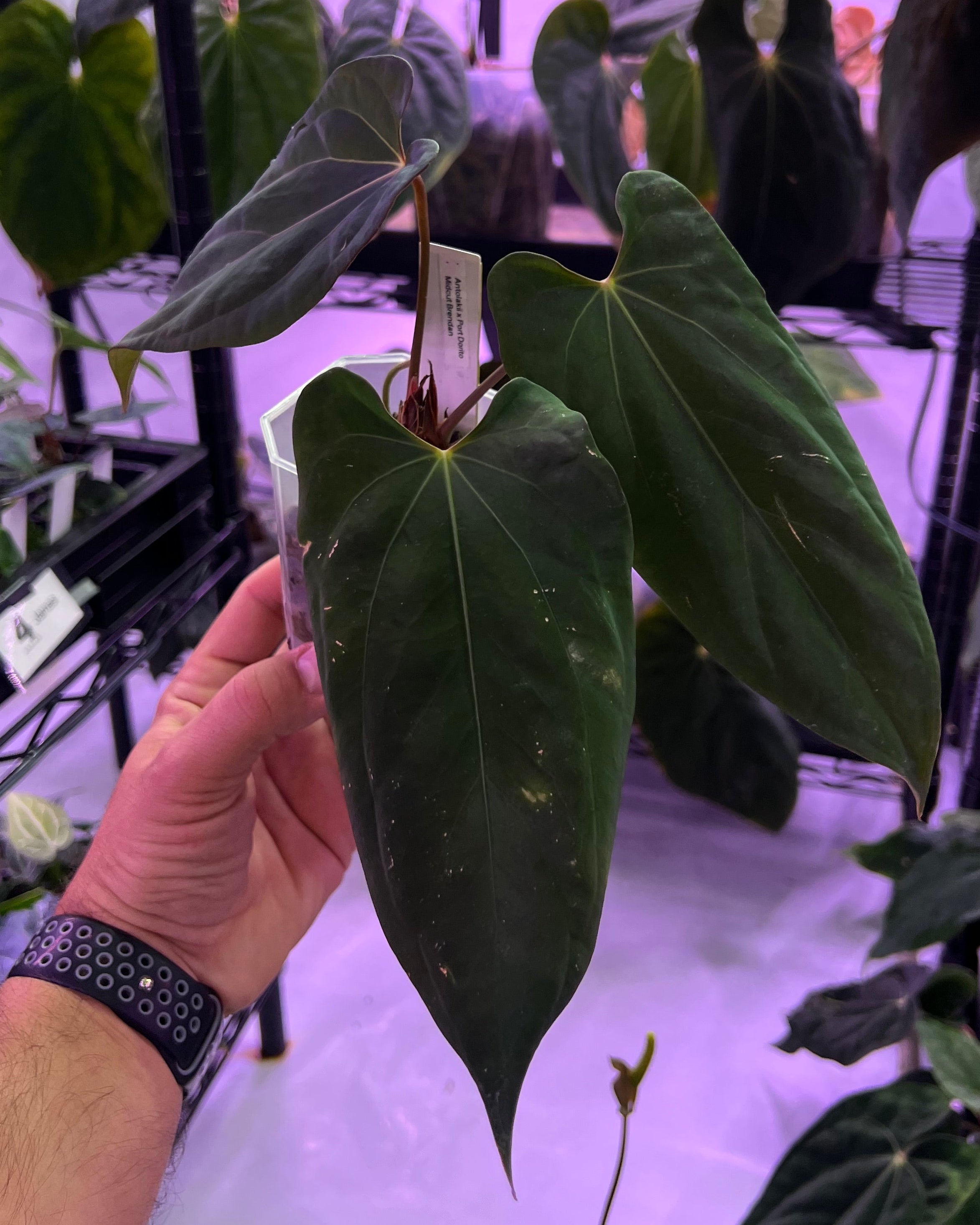 Anthurium Antolakii x Portillae Dorito