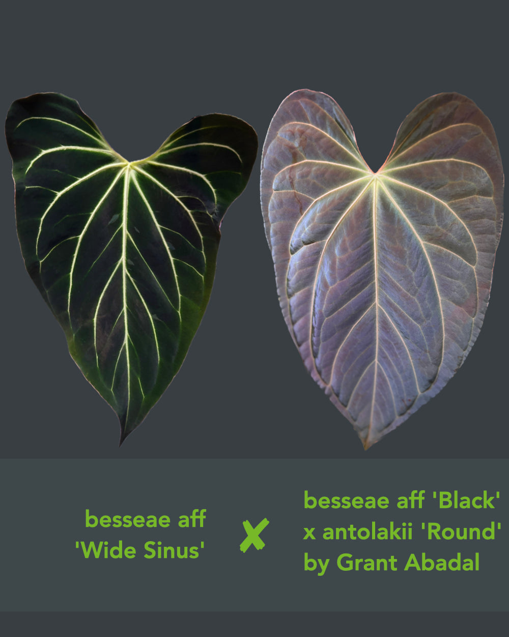 Anthurium besseae aff Wide Sinus x (antolakii Round x RA1)