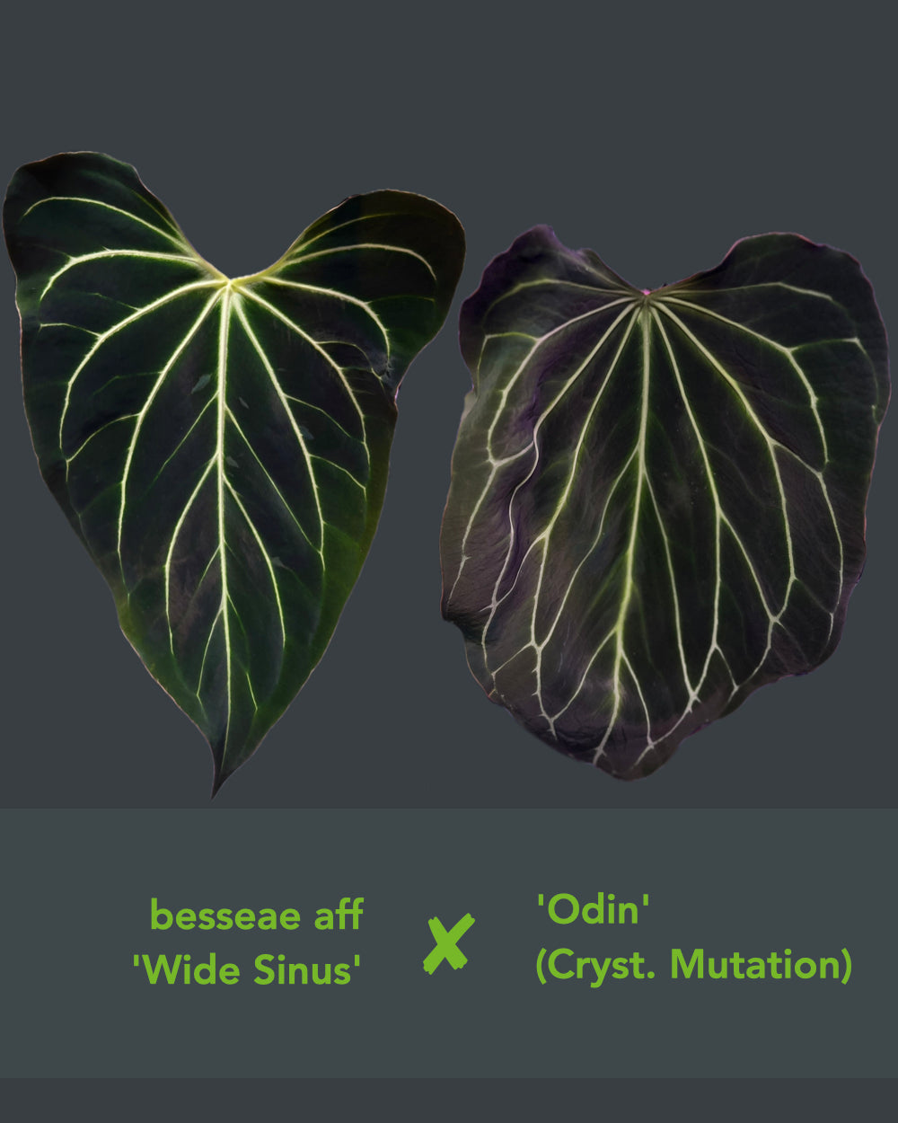 Anthurium besseae aff Wide Sinus x Odin