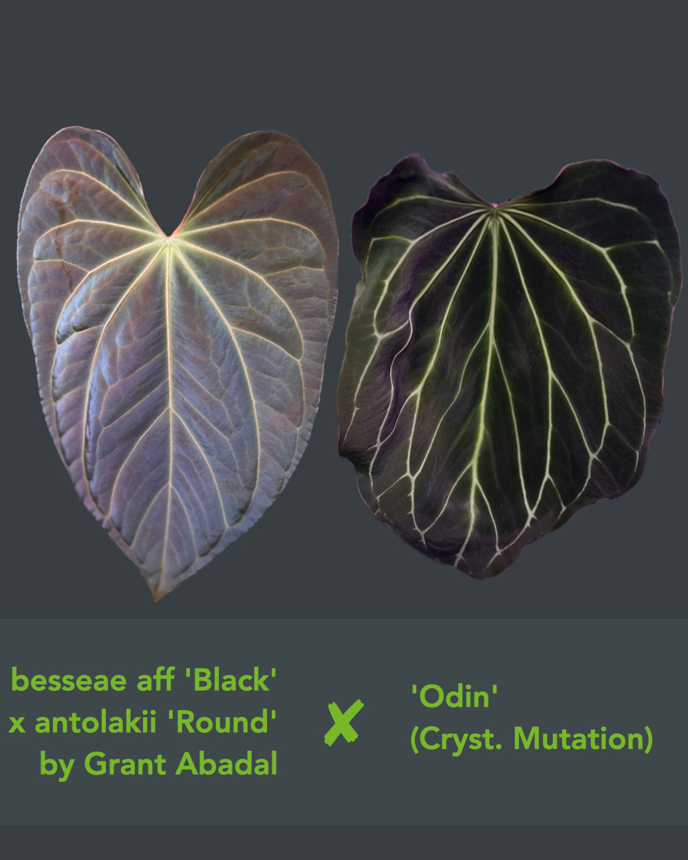 Anthurium (besseae aff Black x antolakii Round) x Odin