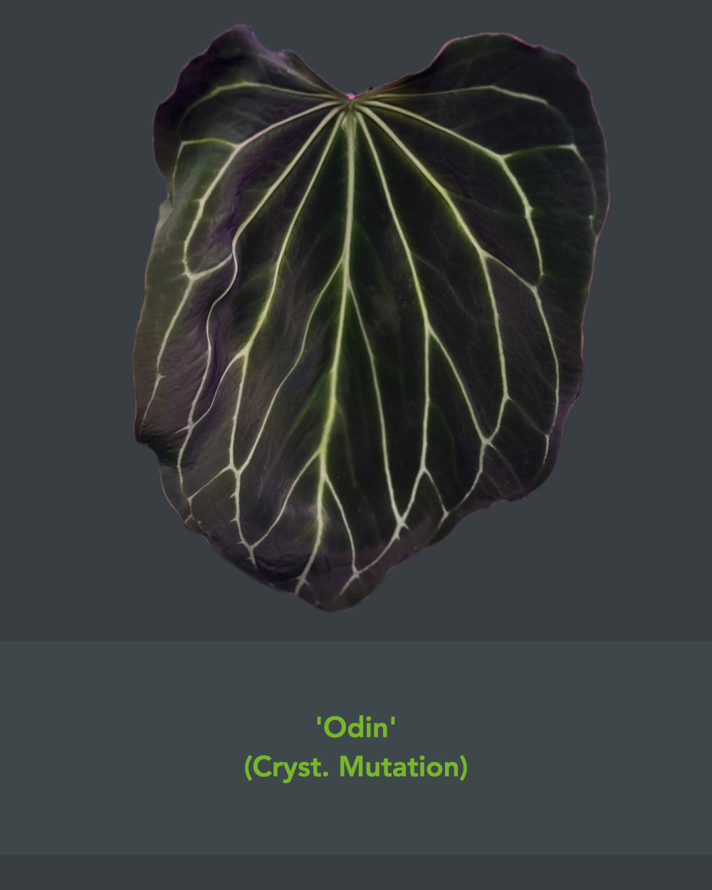 Anthurium (besseae aff Black x antolakii Round) x Odin