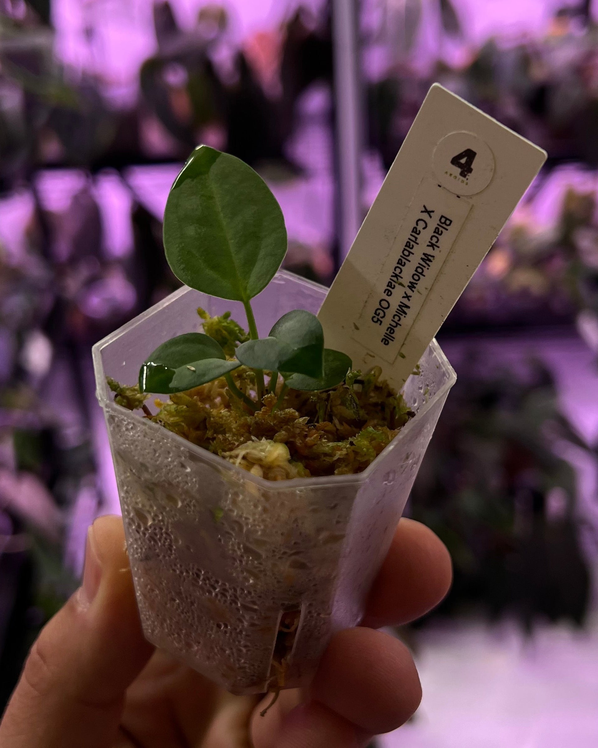 Anthurium (Black Widow x Michelle) x carlablackiae OG5