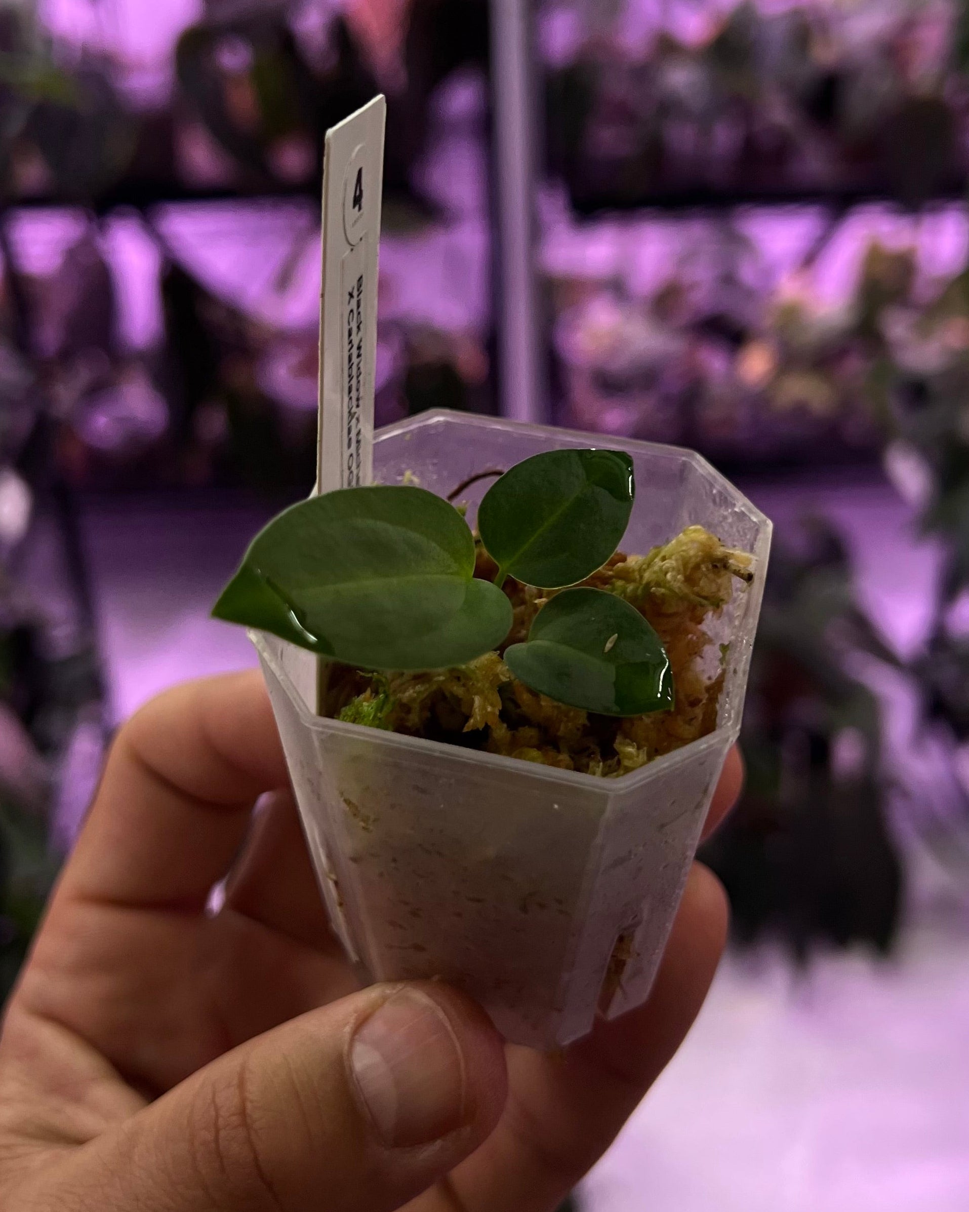 Anthurium (Black Widow x Michelle) x carlablackiae OG5