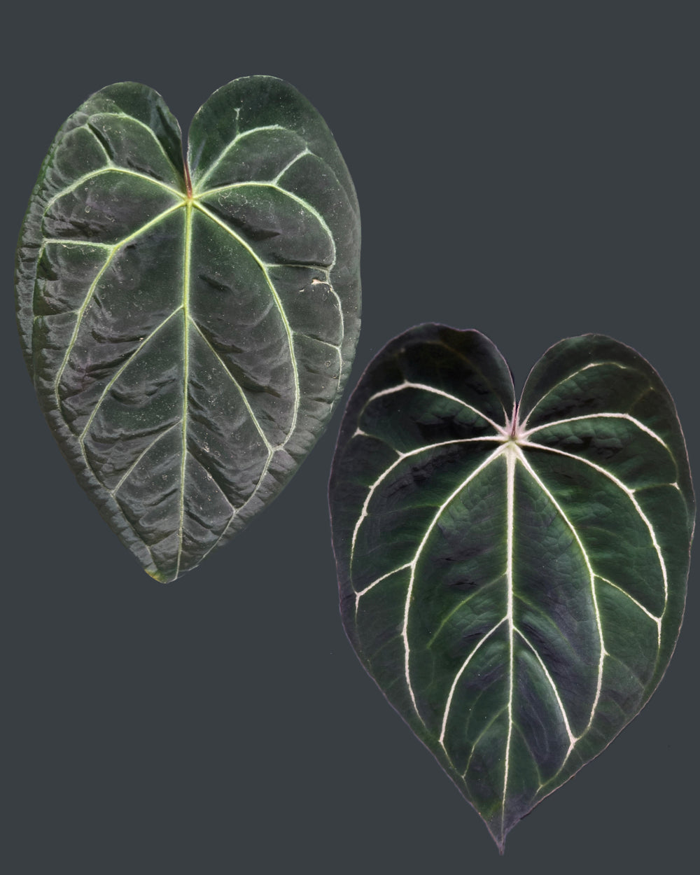 Anthurium (Black Widow x Michelle) x carlablackiae District