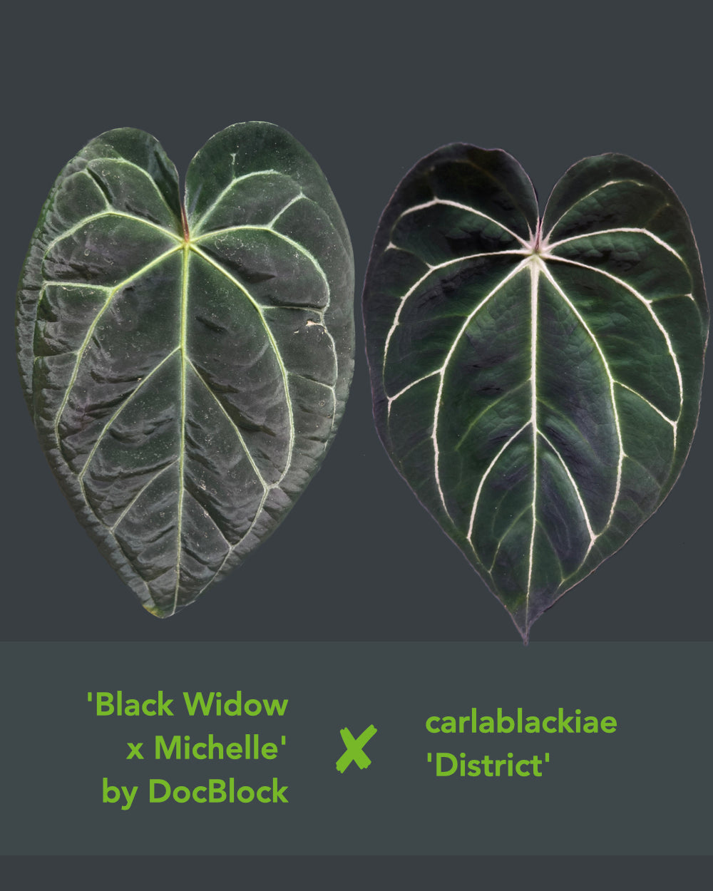 Anthurium (Black Widow x Michelle) x carlablackiae District