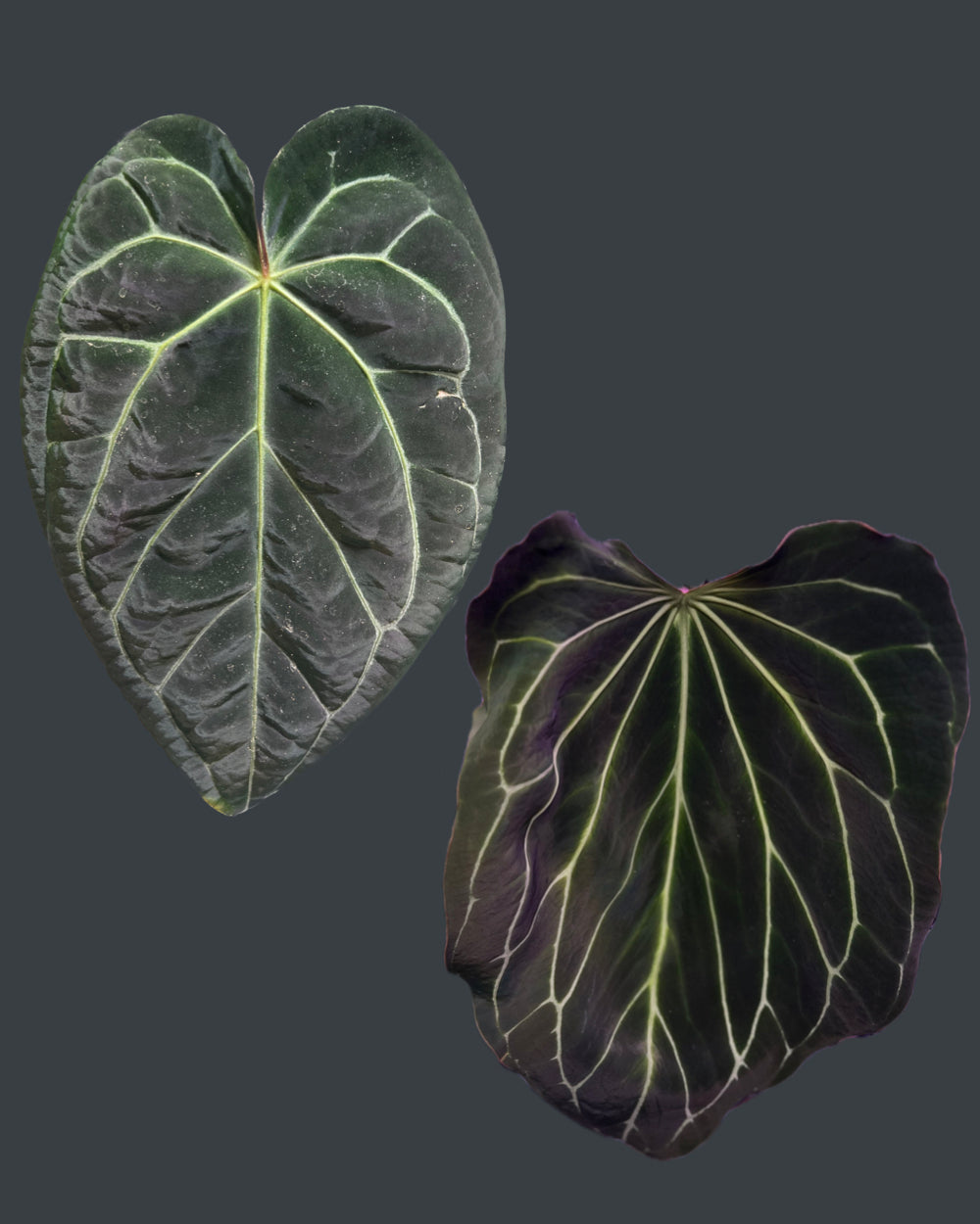 Anthurium (Black Widow x Michelle) x Odin