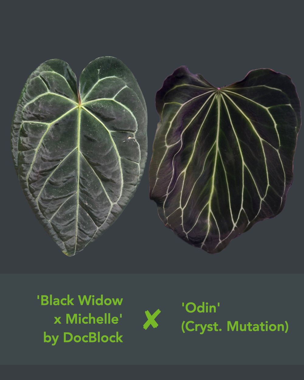 Anthurium (Black Widow x Michelle) x Odin - variegated