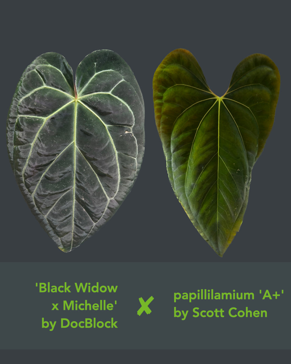 Anthurium (Black Widow x Michelle) x papillilaminum A+