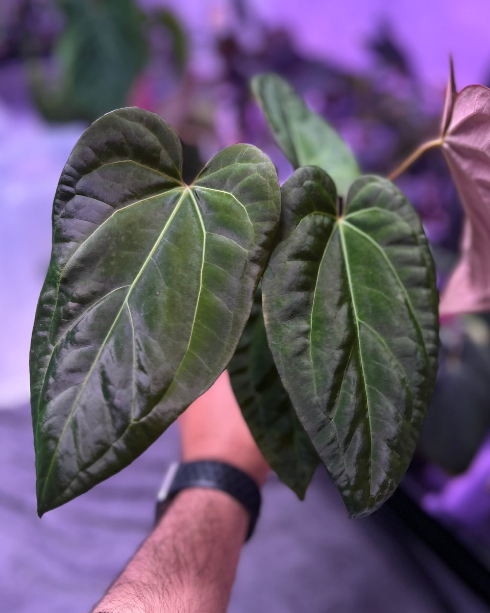 Anthurium (Black Widow x Michelle) x papillilaminum A+
