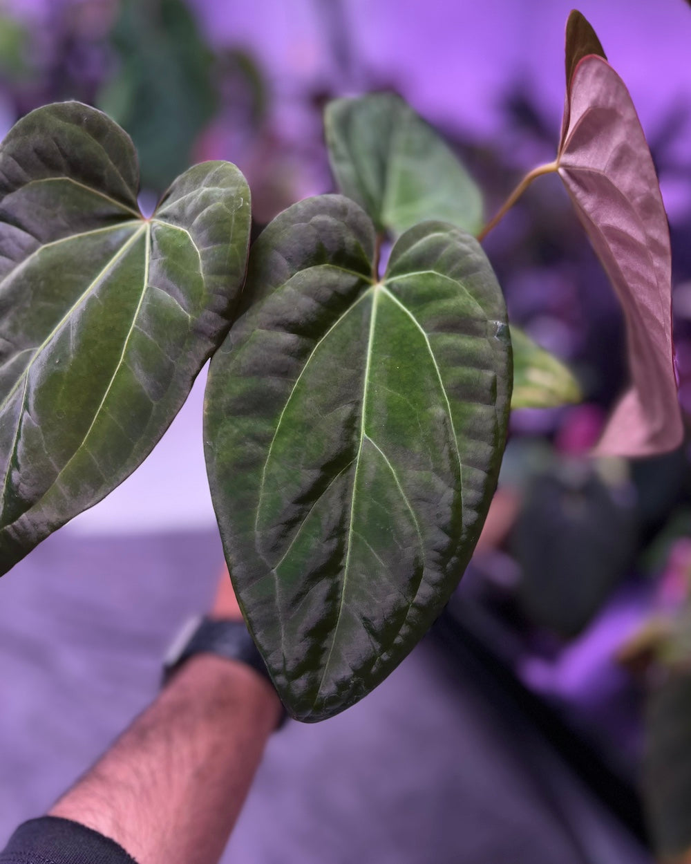 Anthurium (Black Widow x Michelle) x papillilaminum A+