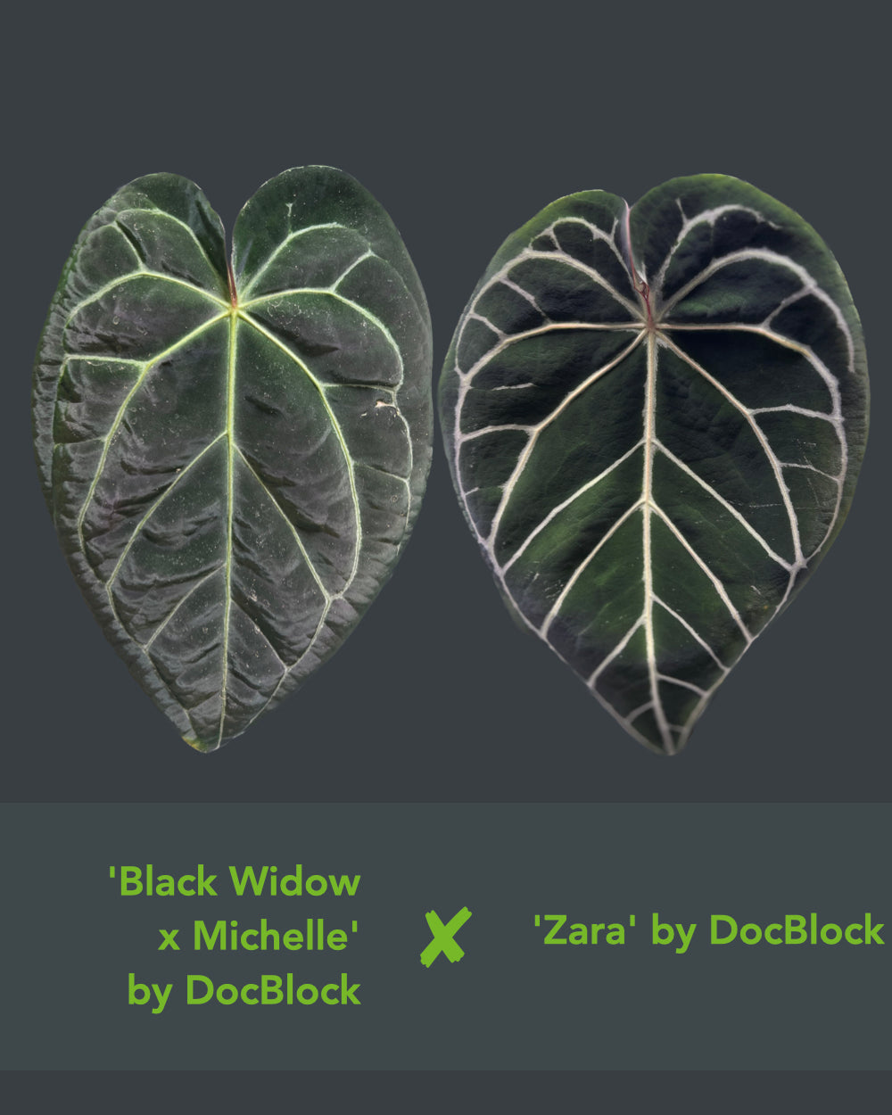 Anthurium (Black Widow x Michelle) x Zara