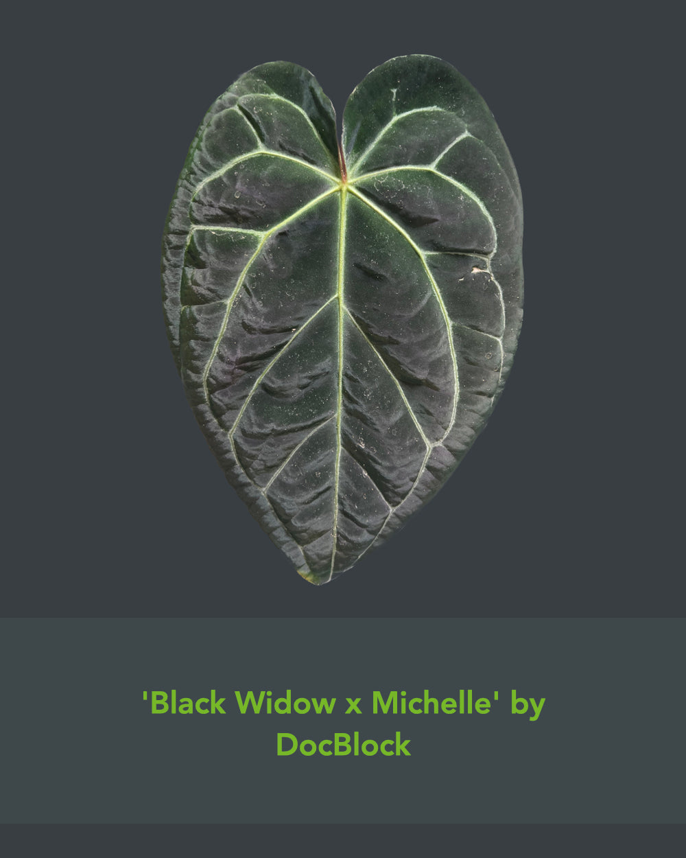 Anthurium (Black Widow x Michelle) x Zara