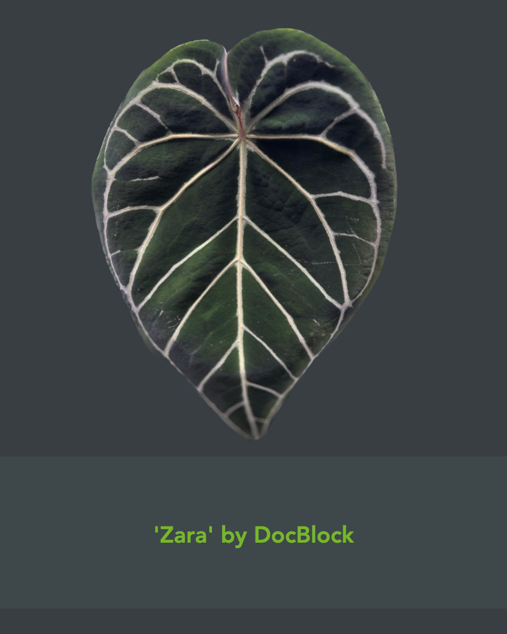 Anthurium (Black Widow x Michelle) x Zara