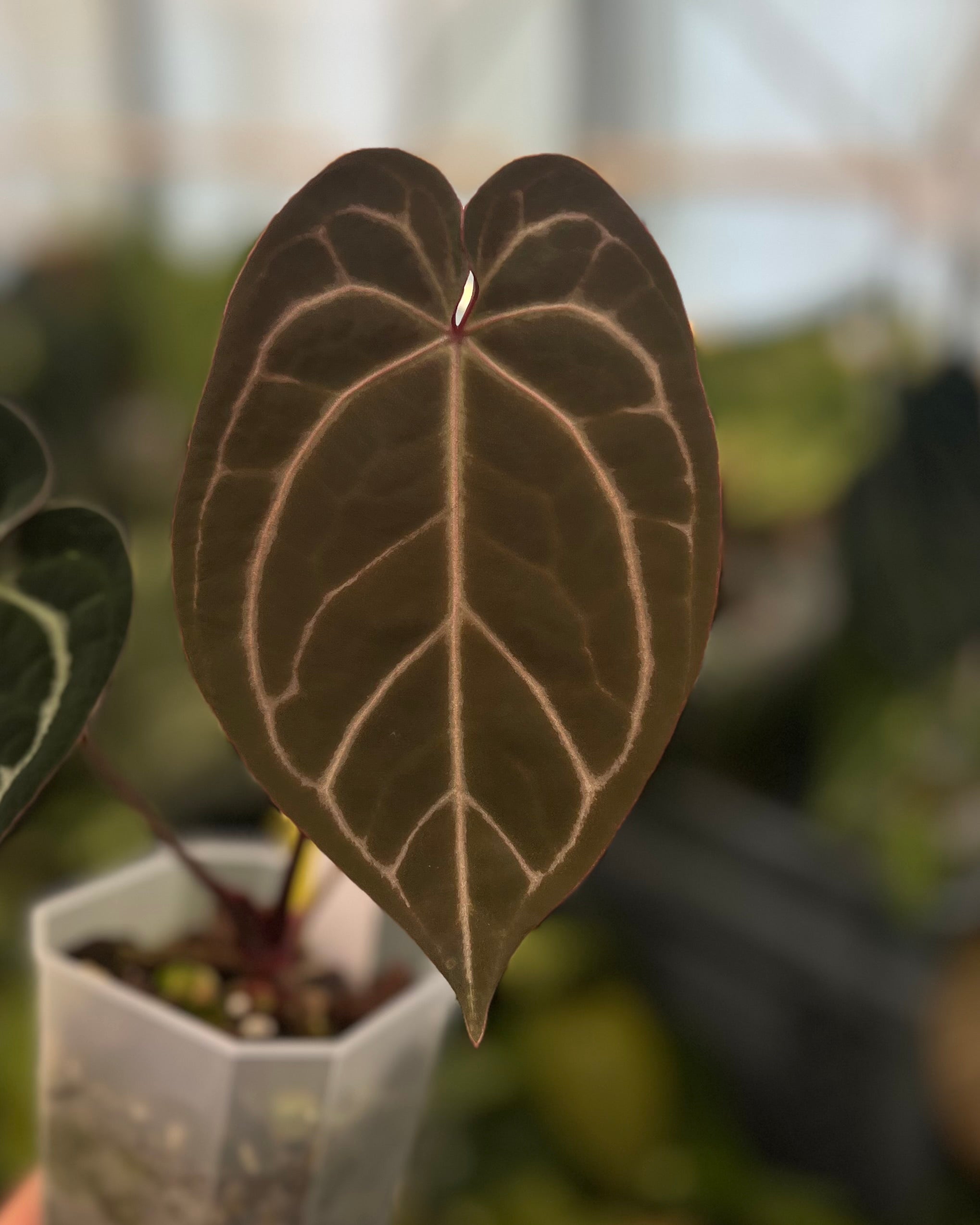 Anthurium (Black Widow x Michelle) x Zara