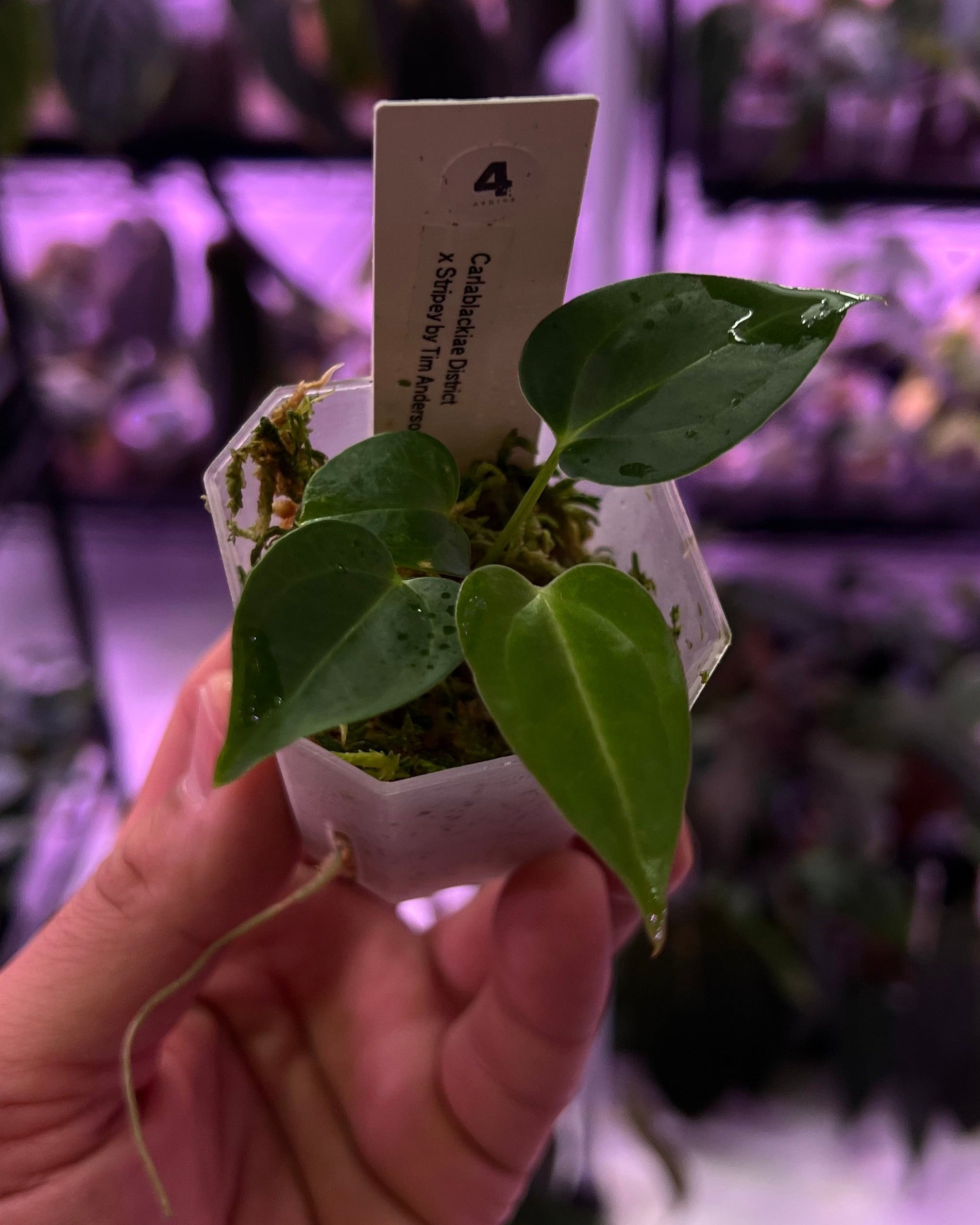 Anthurium carlablackiae District x Stripey