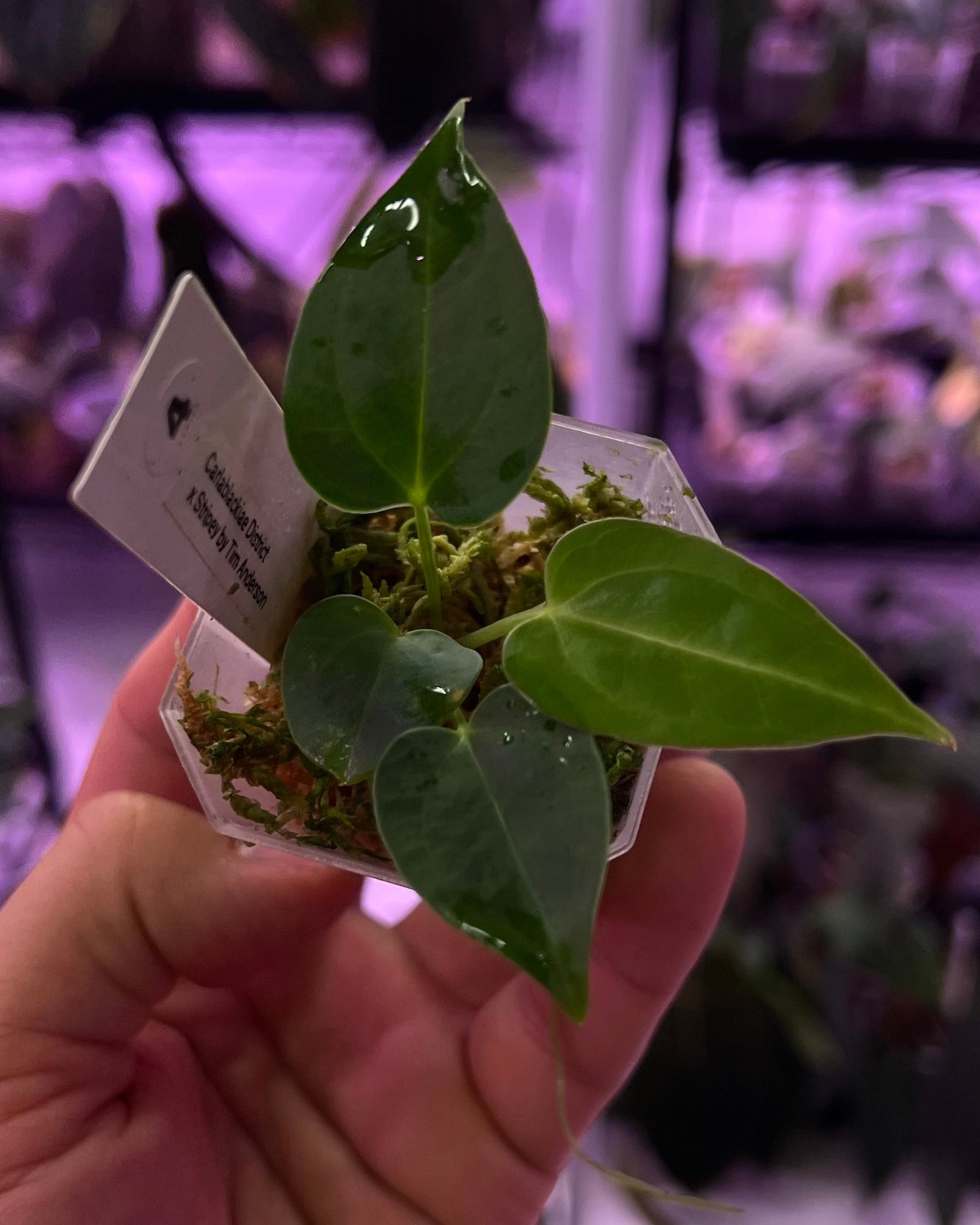 Anthurium carlablackiae District x Stripey