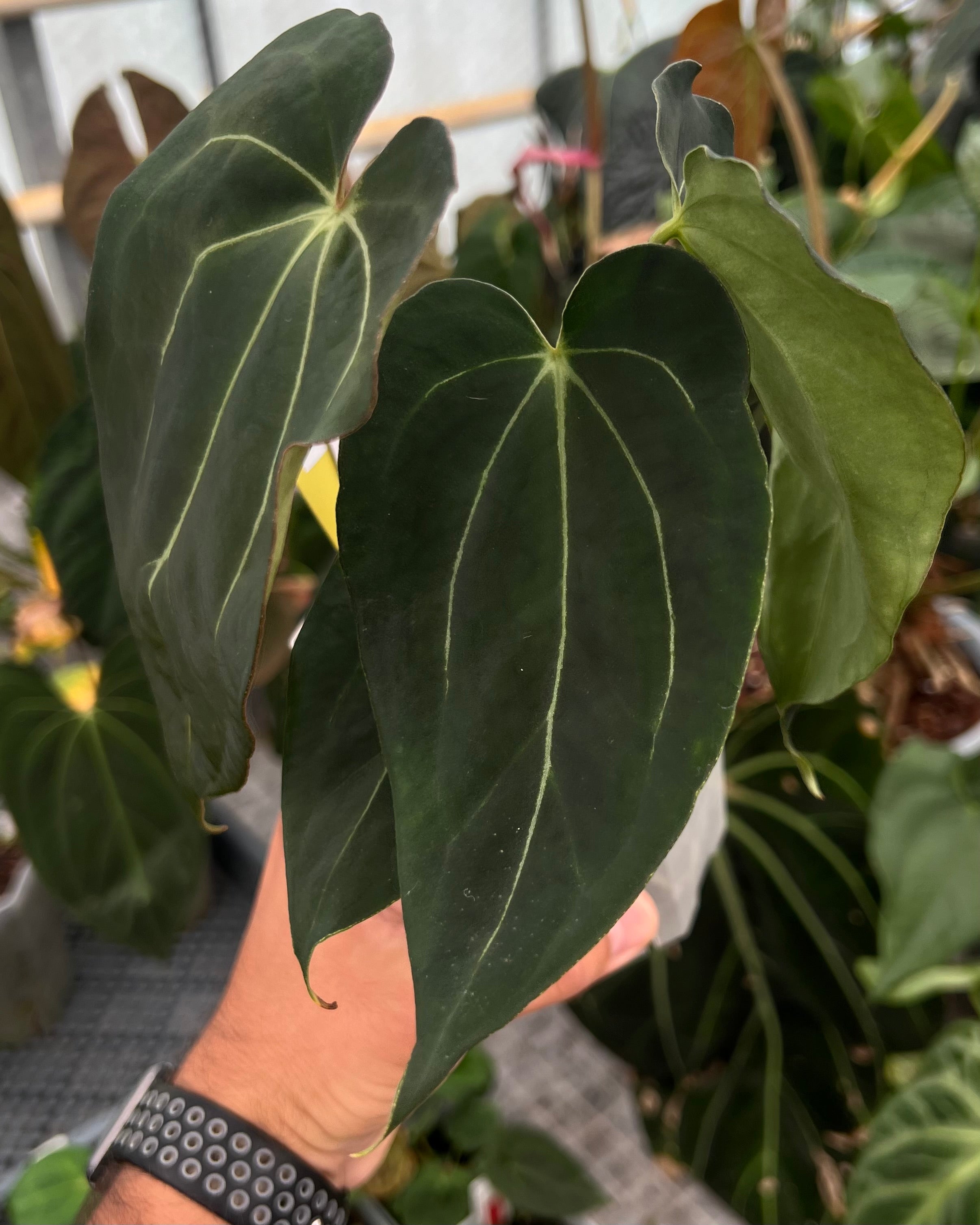 Anthurium carlablackiae District x Stripey - Selected