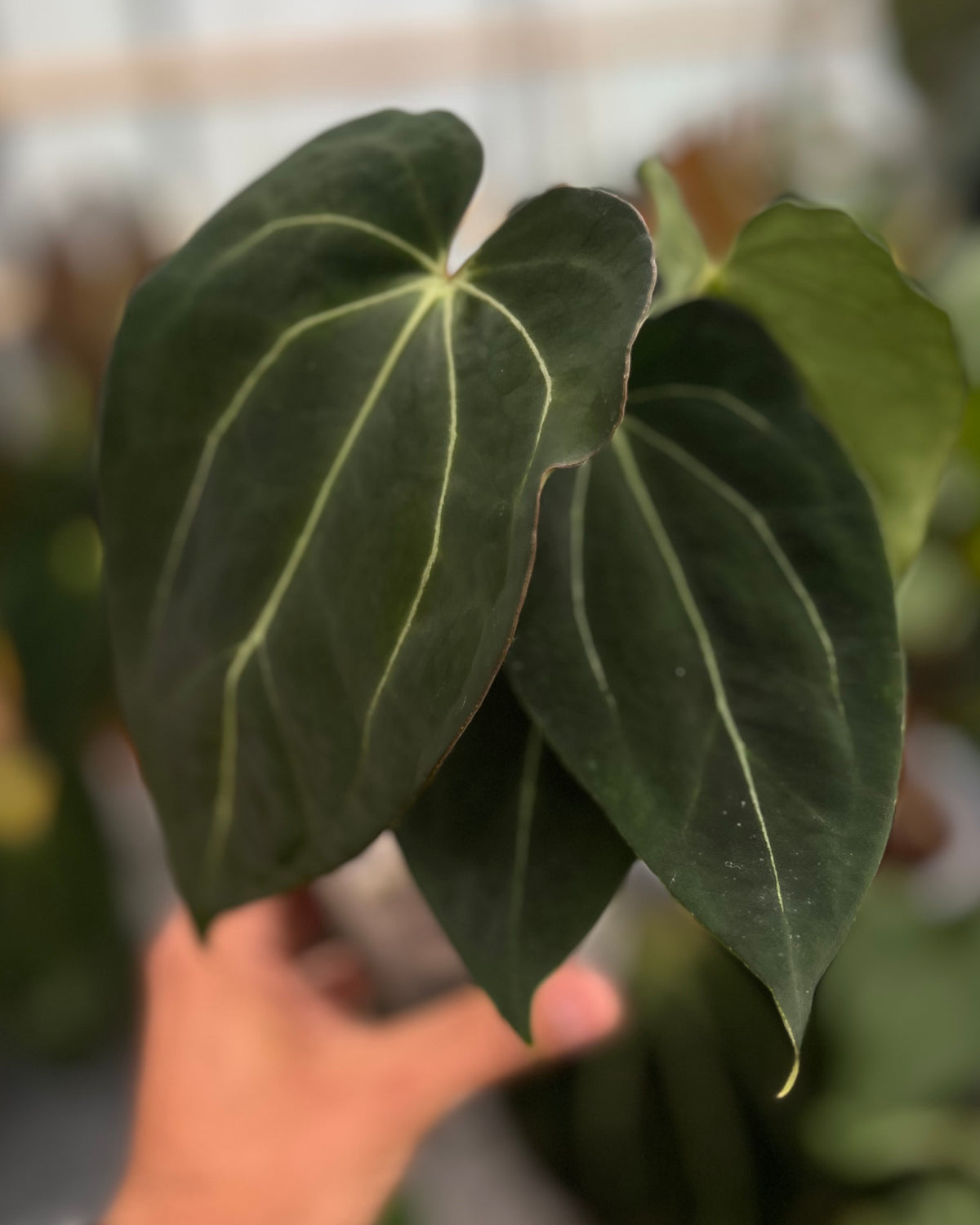 Anthurium carlablackiae District x Stripey - Selected