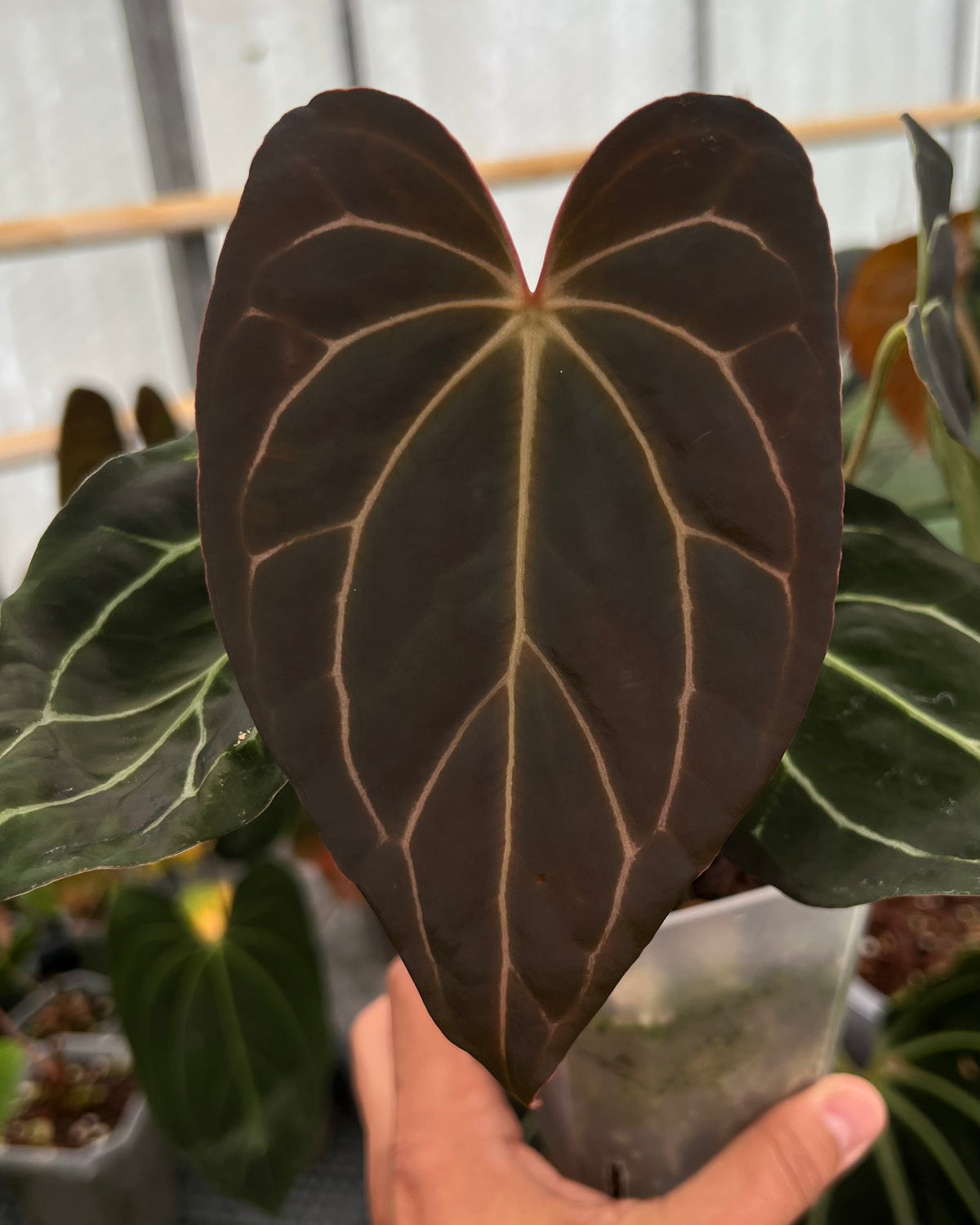 Anthurium carlablackiae District x Stripey - Selected