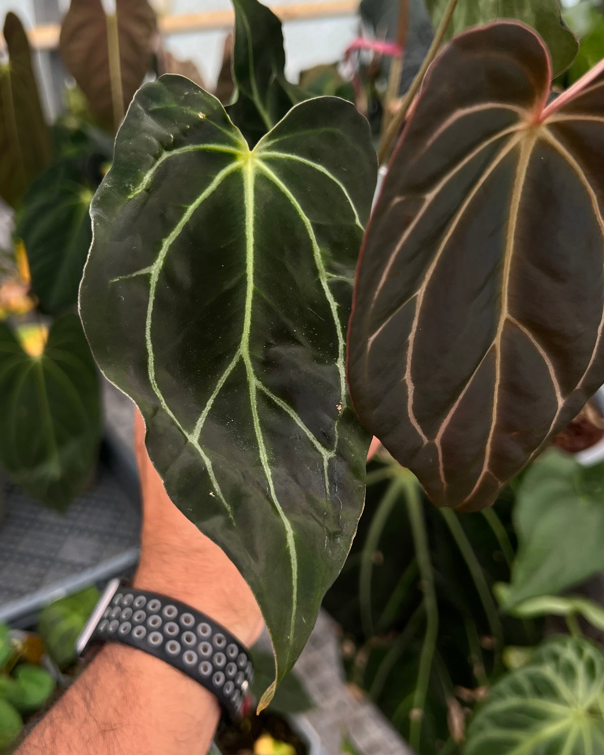 Anthurium carlablackiae District x Stripey - Selected