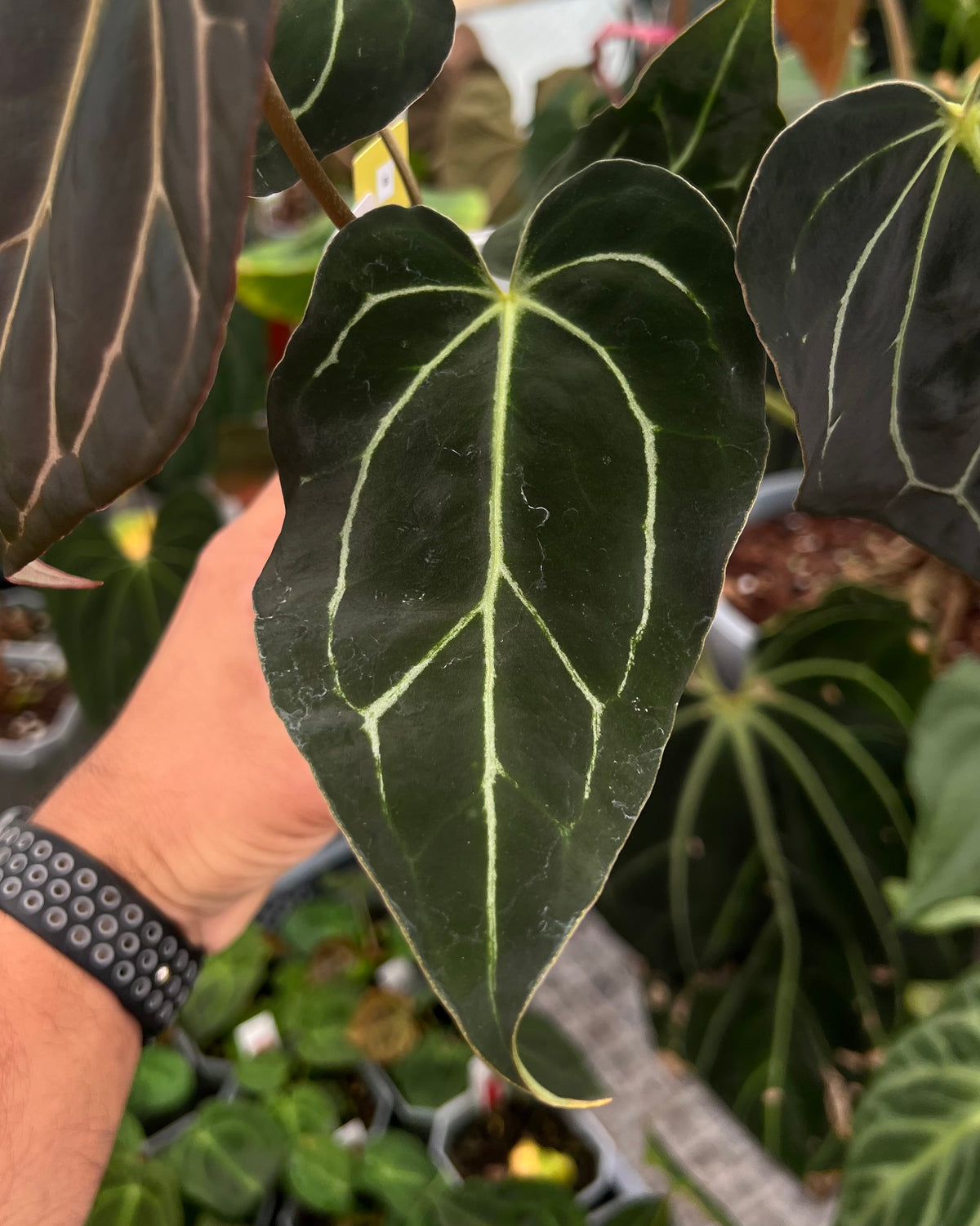 Anthurium carlablackiae District x Stripey - Selected