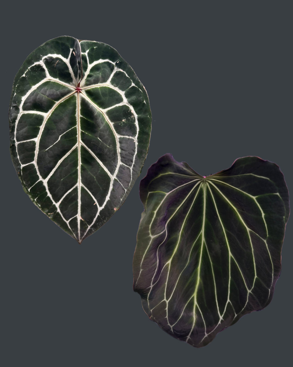 Anthurium Michelle X Odin