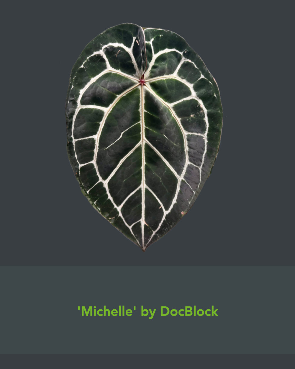 Anthurium Michelle X Odin