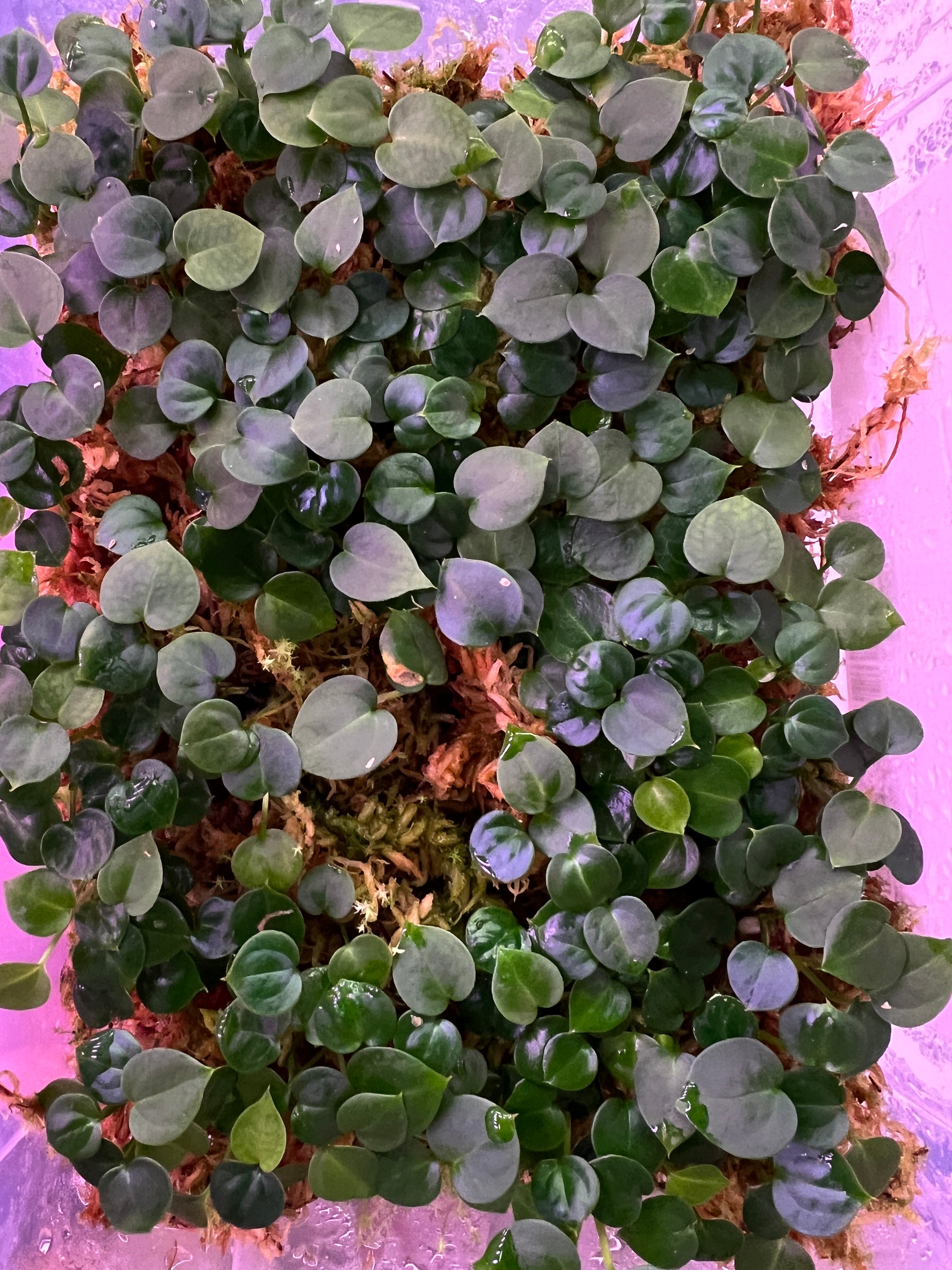 Anthurium Michelle X Odin