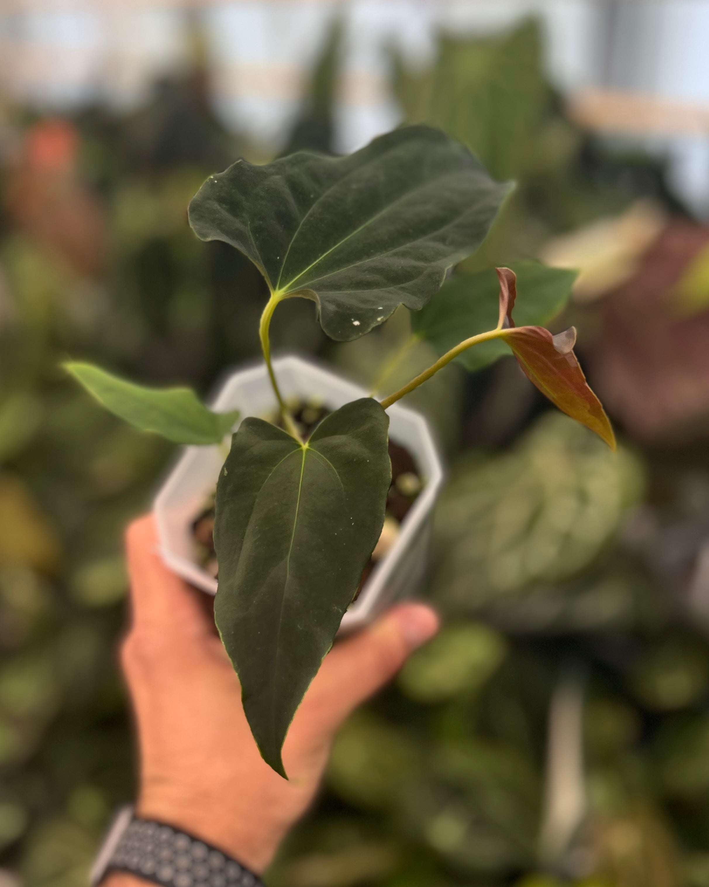 Anthurium papillilaminum (FSxRL) x (RLxFS) - Dagger